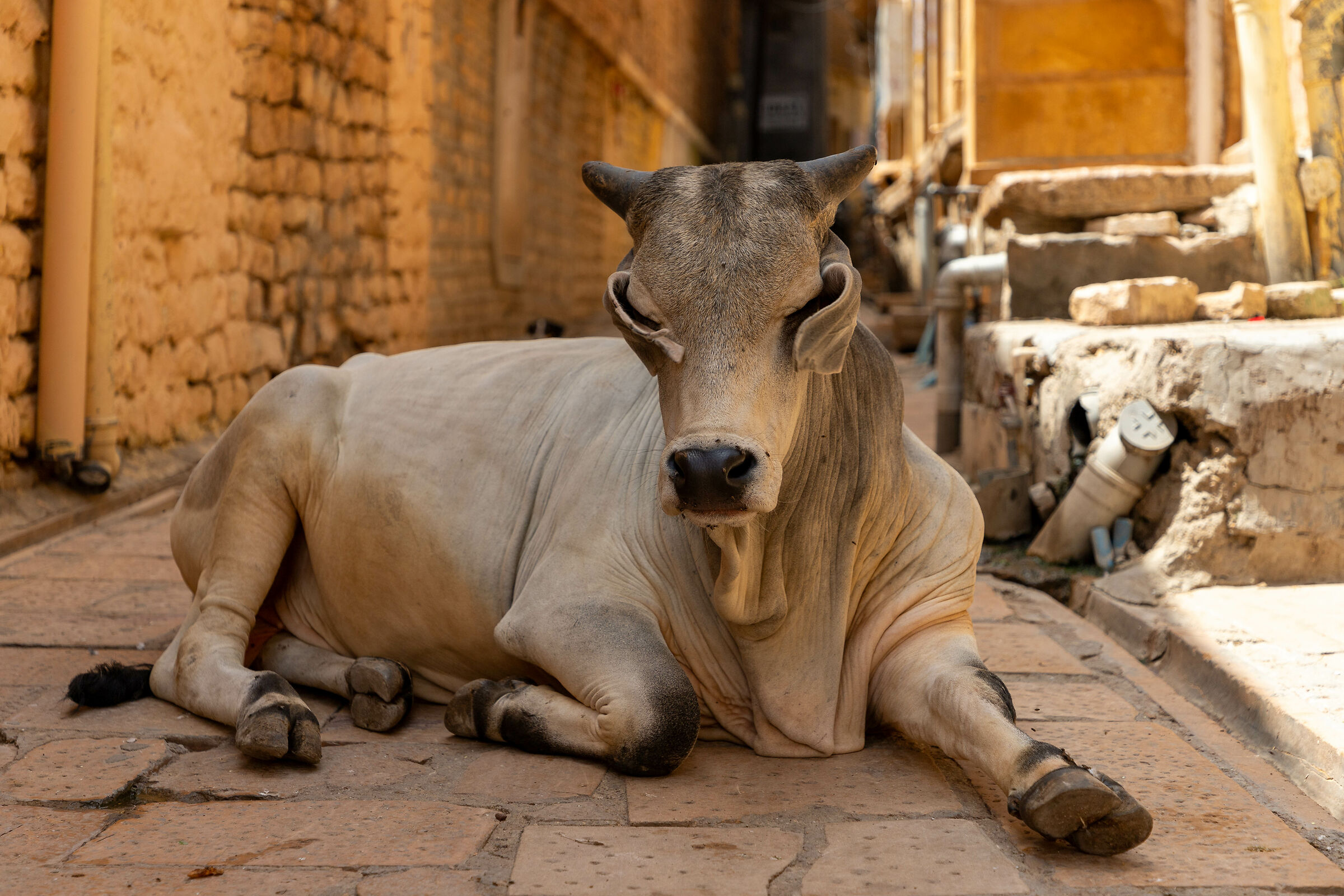 Look At Me @ Jaisalmer