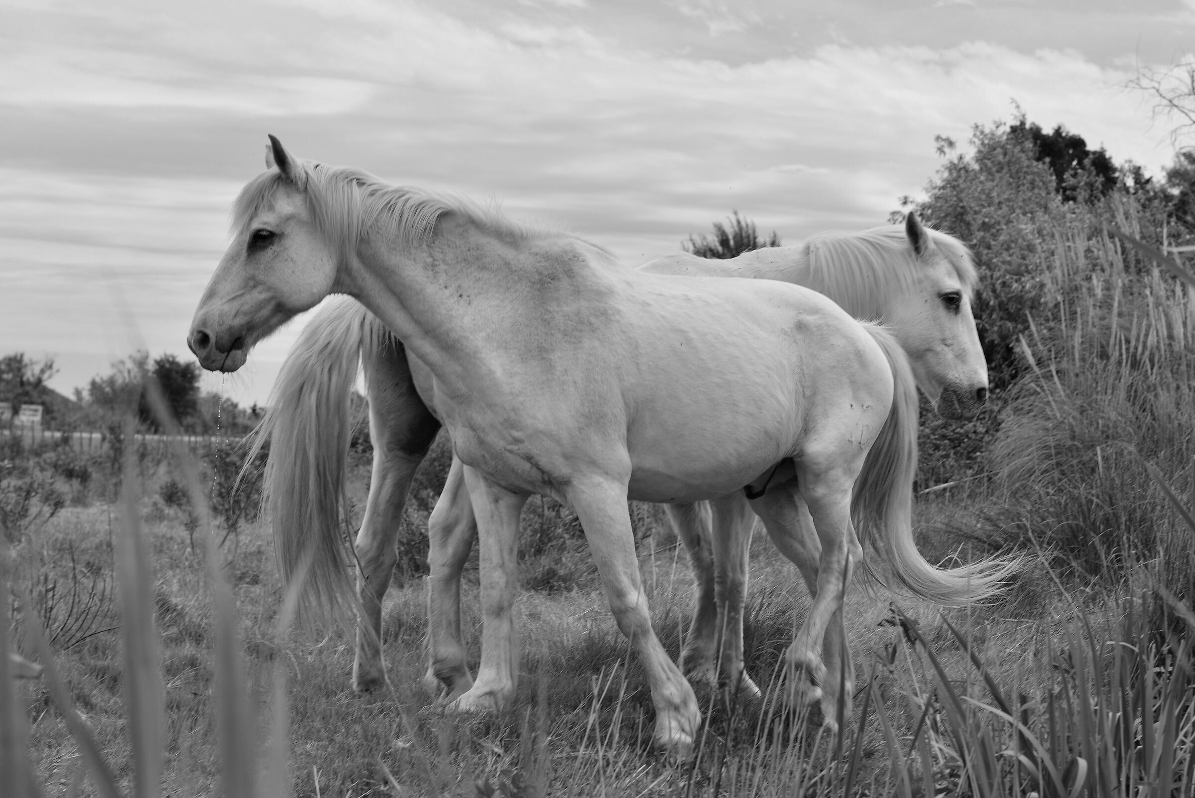 Camargue
