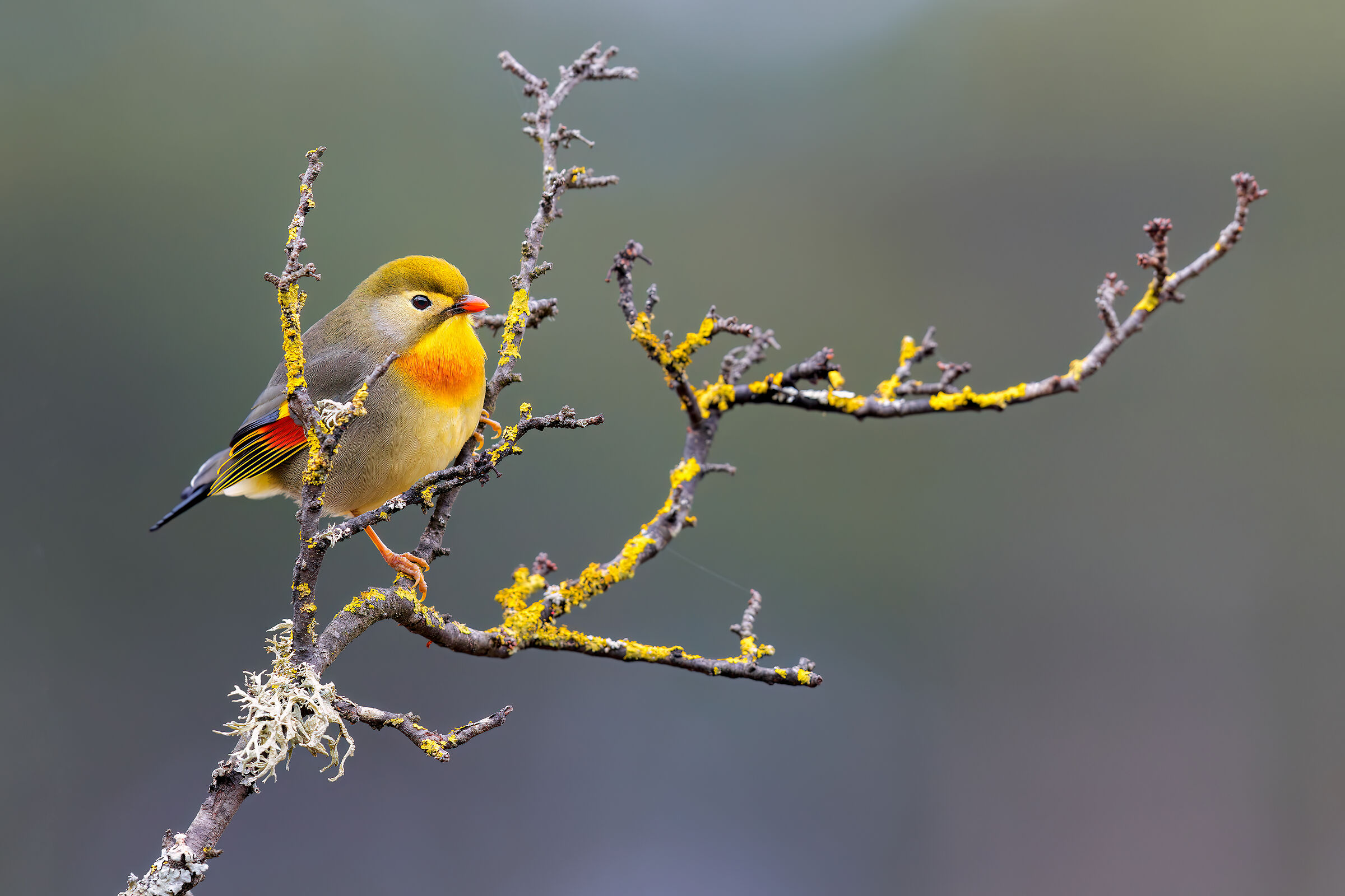 Usignolo del Giappone