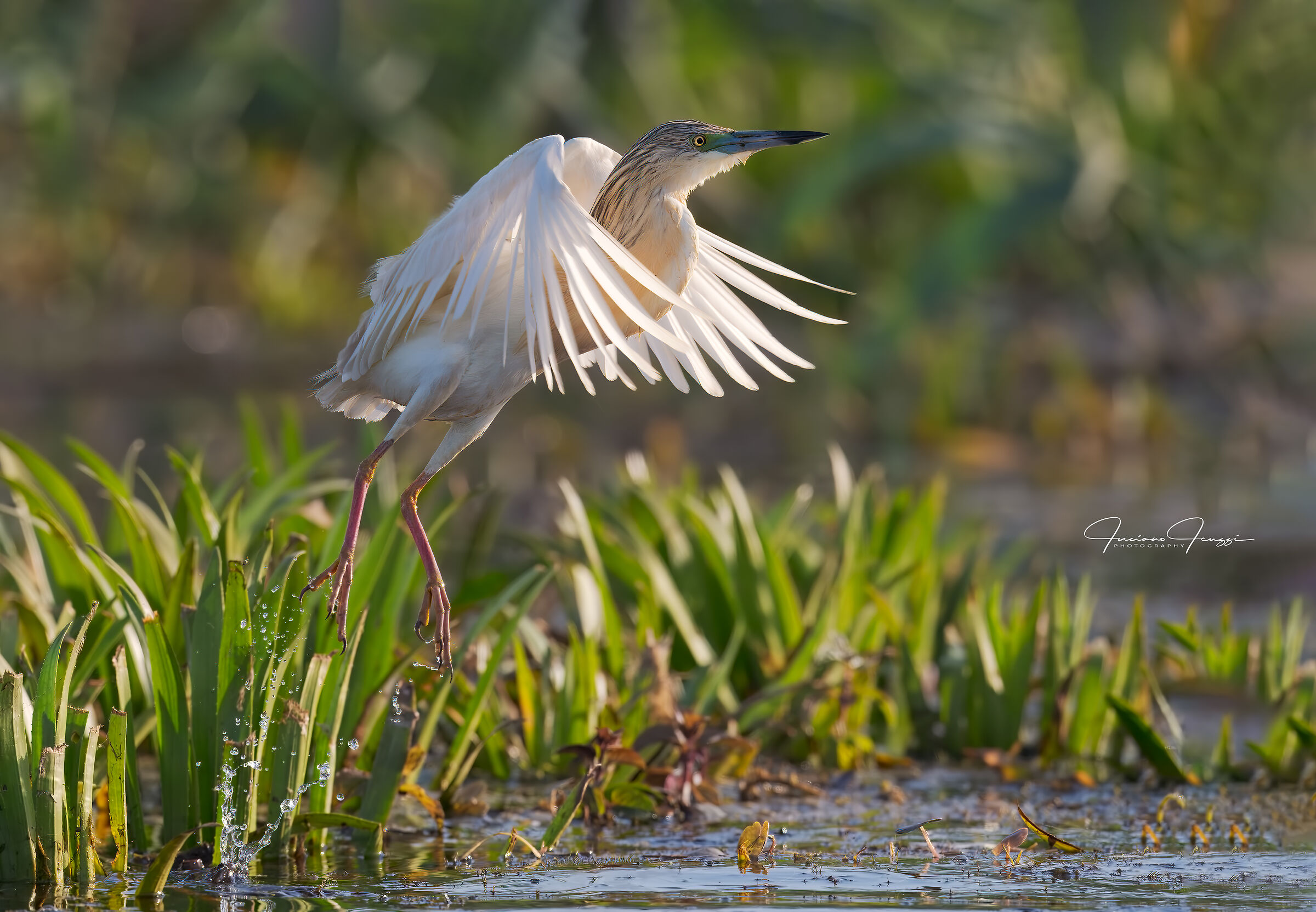 Squacco heron