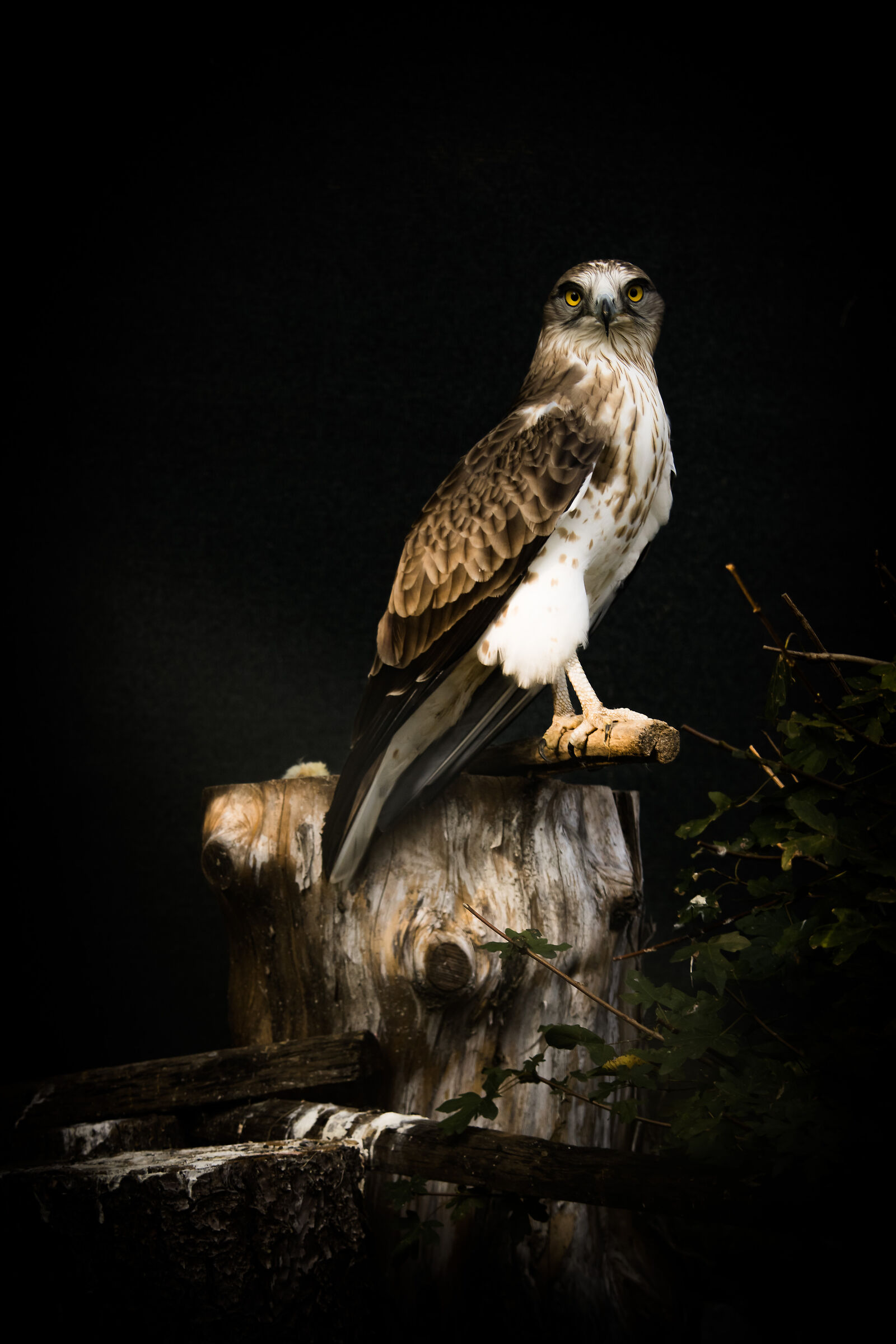 Short-toed eagle in rehabilitation Oasi Valpredina