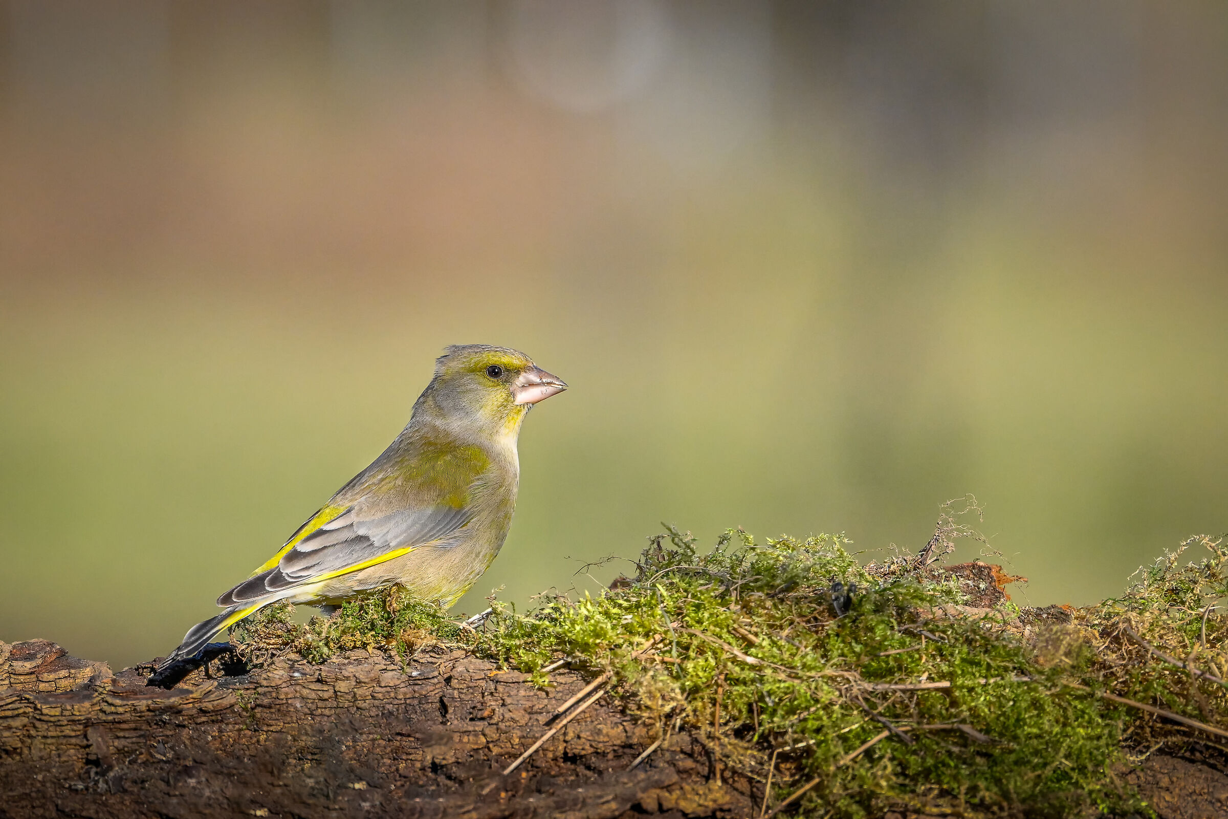 Greenfinch #capannocora