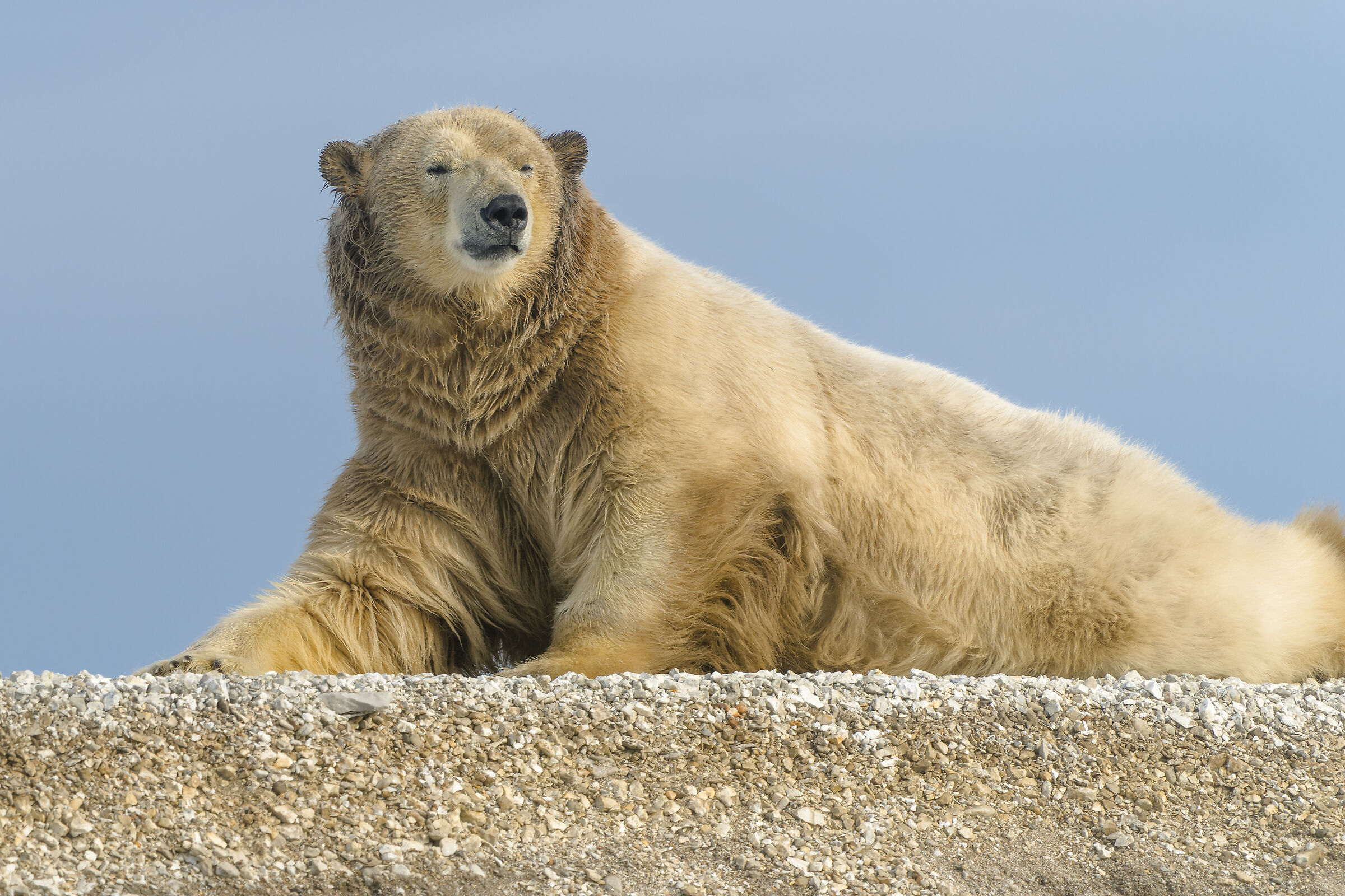 Polar bear, Svalbard
