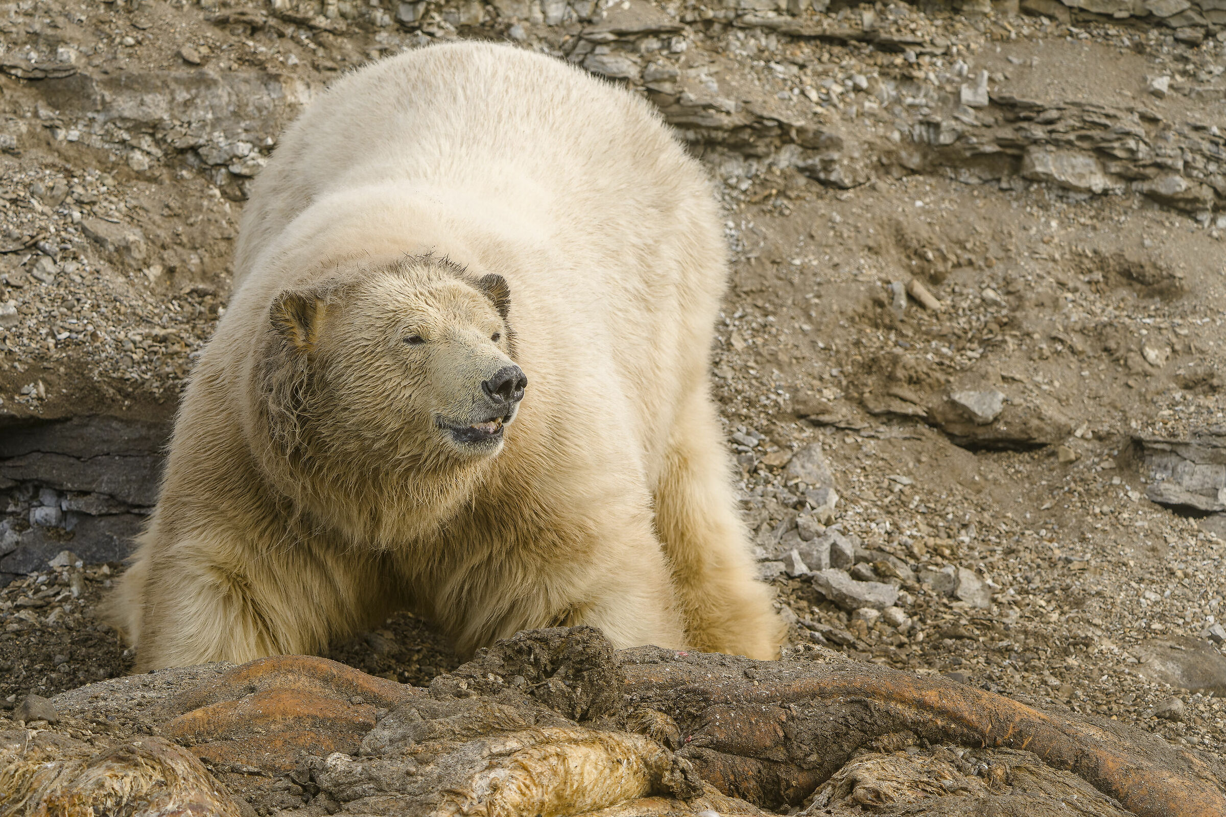 Polar bear, Svalbard