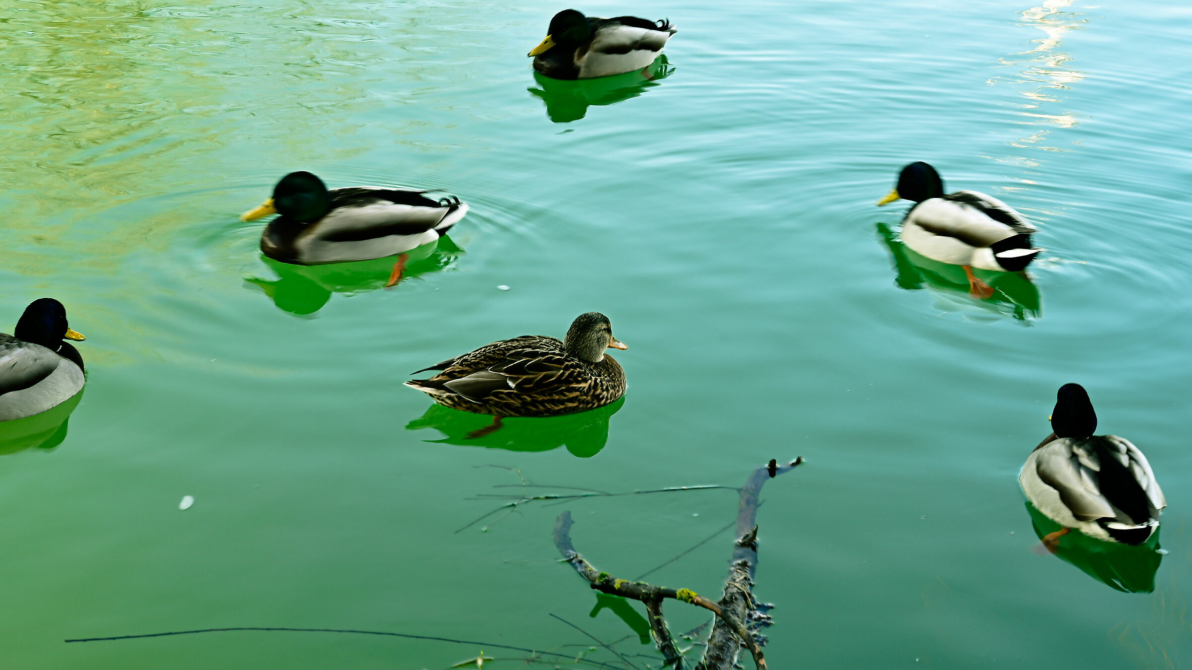who will get the duck