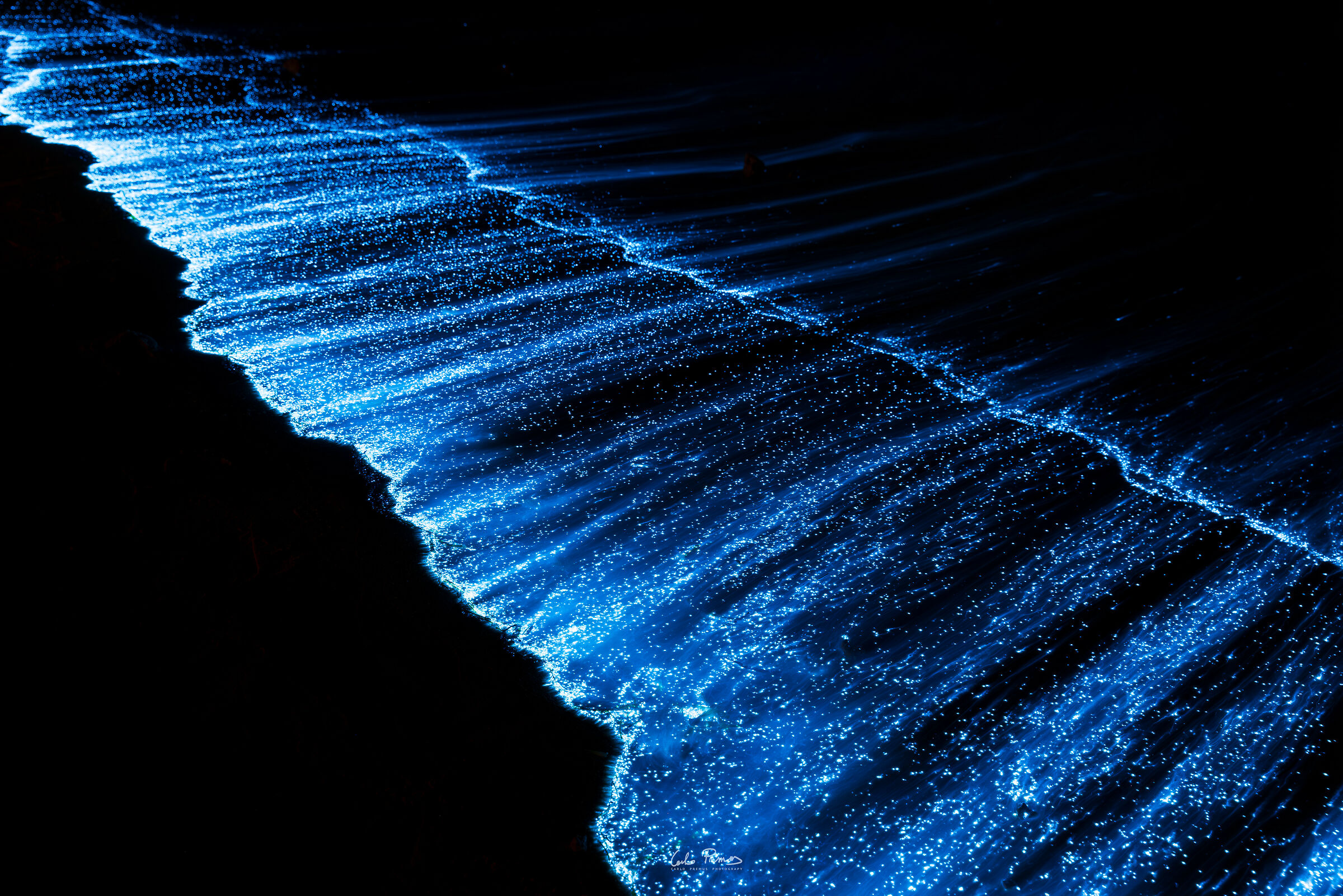 Bioluminescence