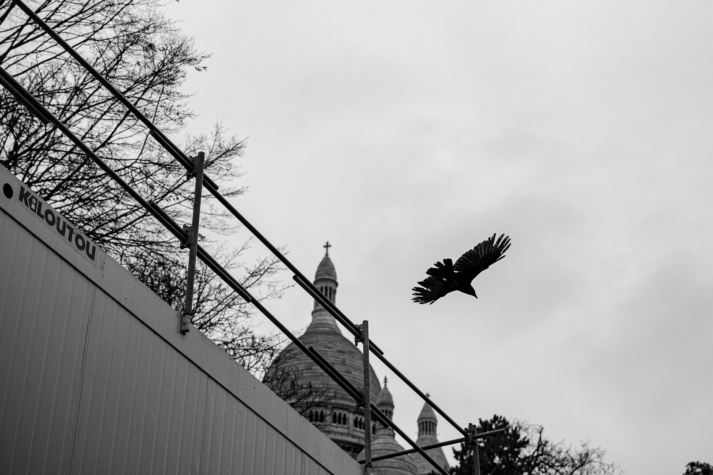 Crow 1