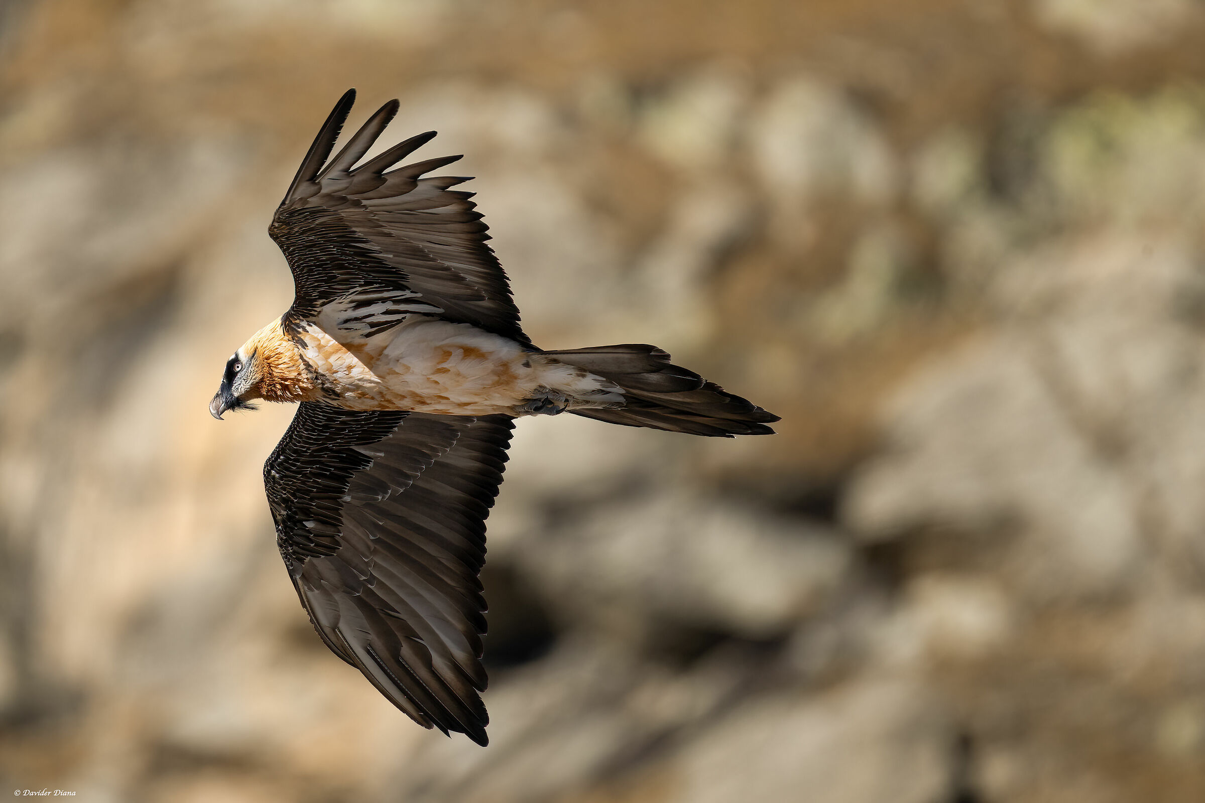 Gypaetus barbatus - Gran Paradiso National Park