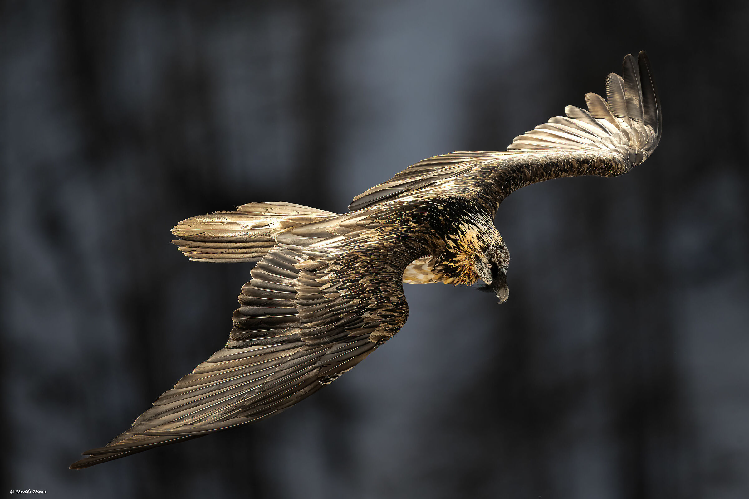 Gypaetus barbatus - Gran Paradiso National Park