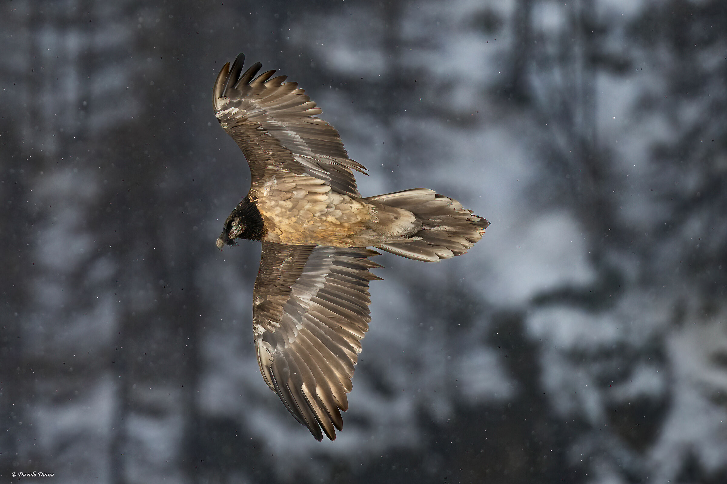 Gypaetus barbatus - Gran Paradiso National Park
