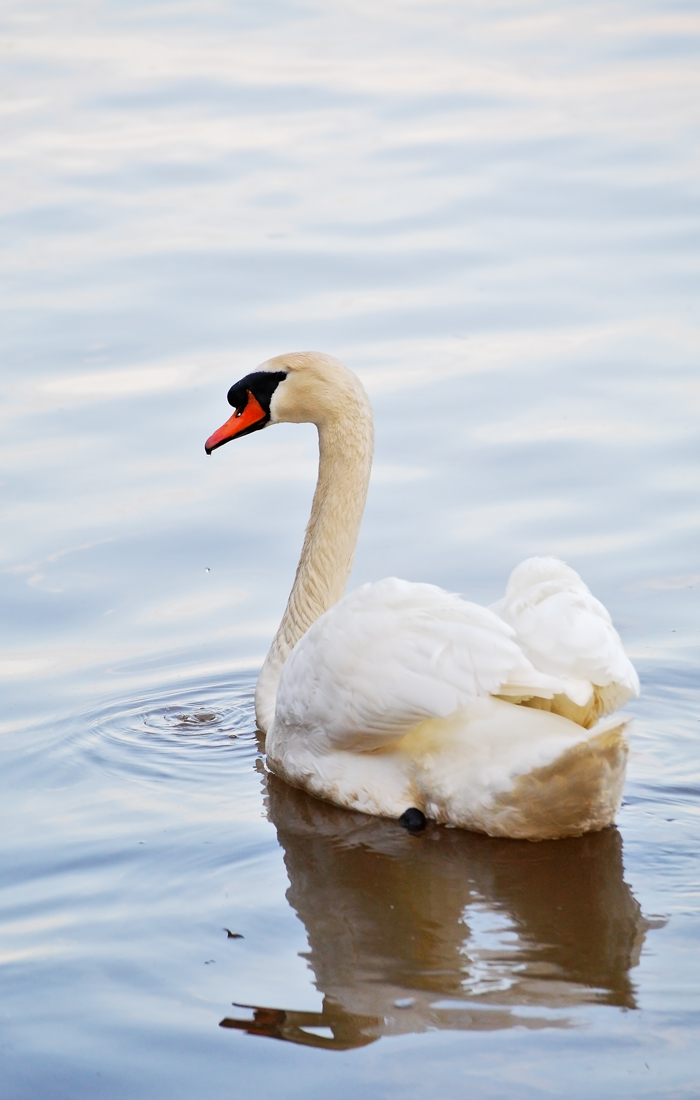 Wight Swan