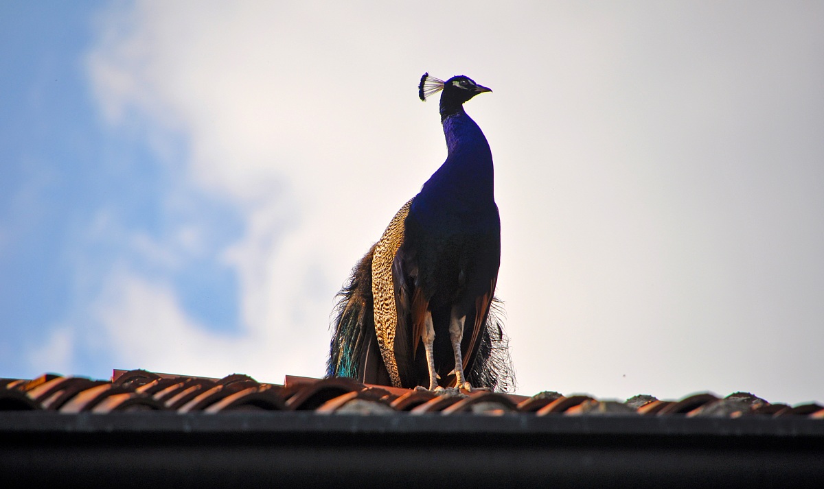 "The Peacock on the Roof"