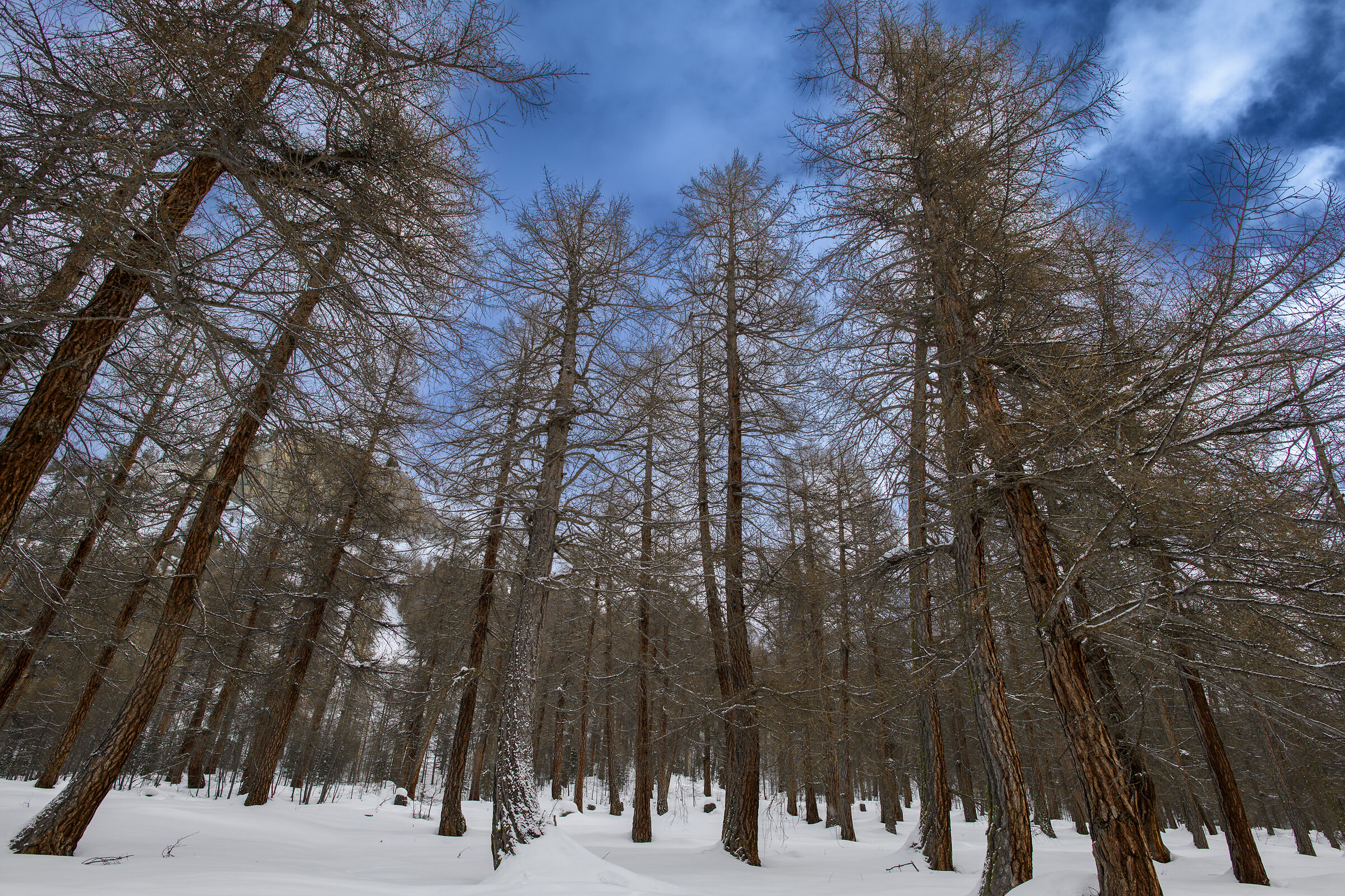 Centuries-old forest