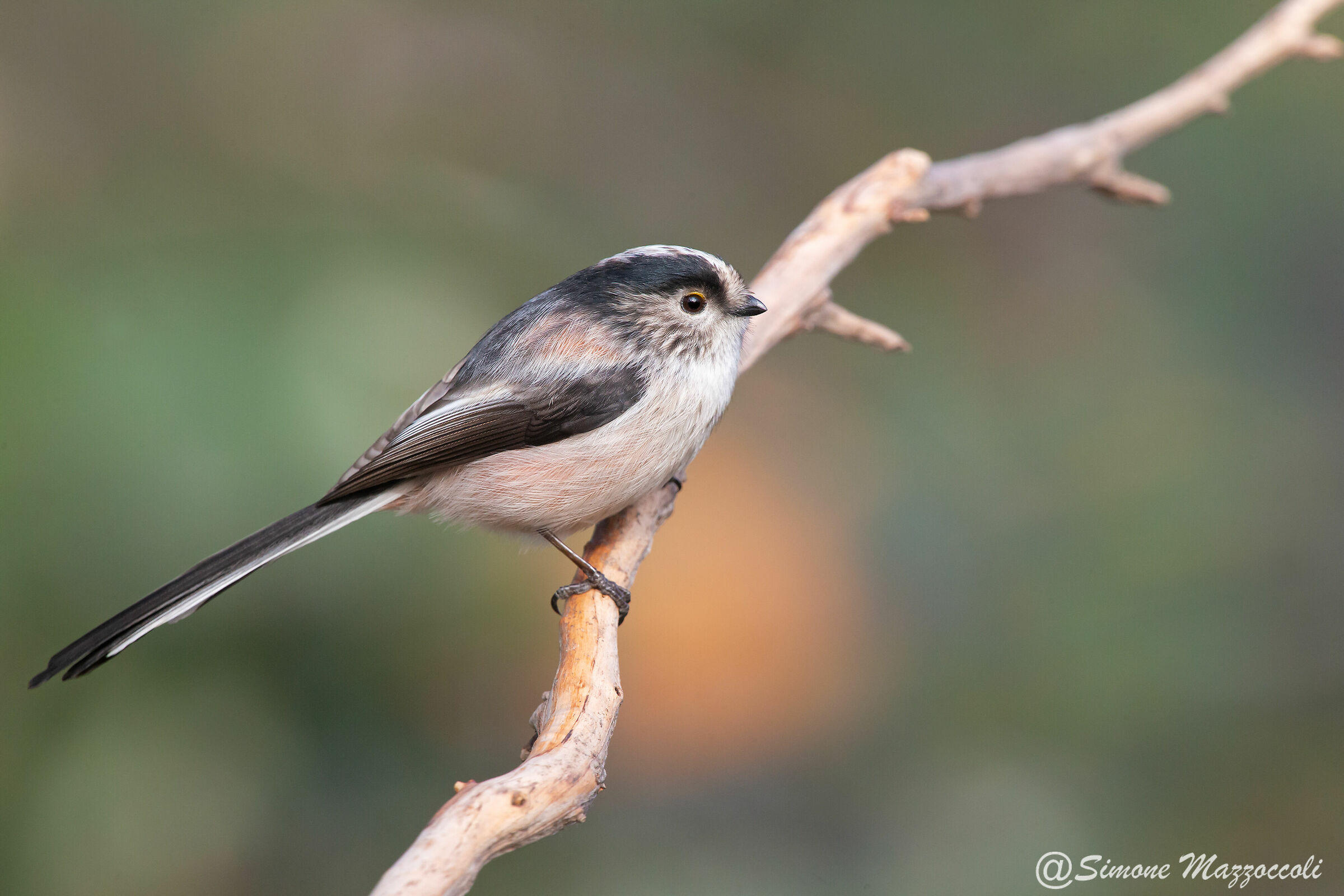 Long-tailed