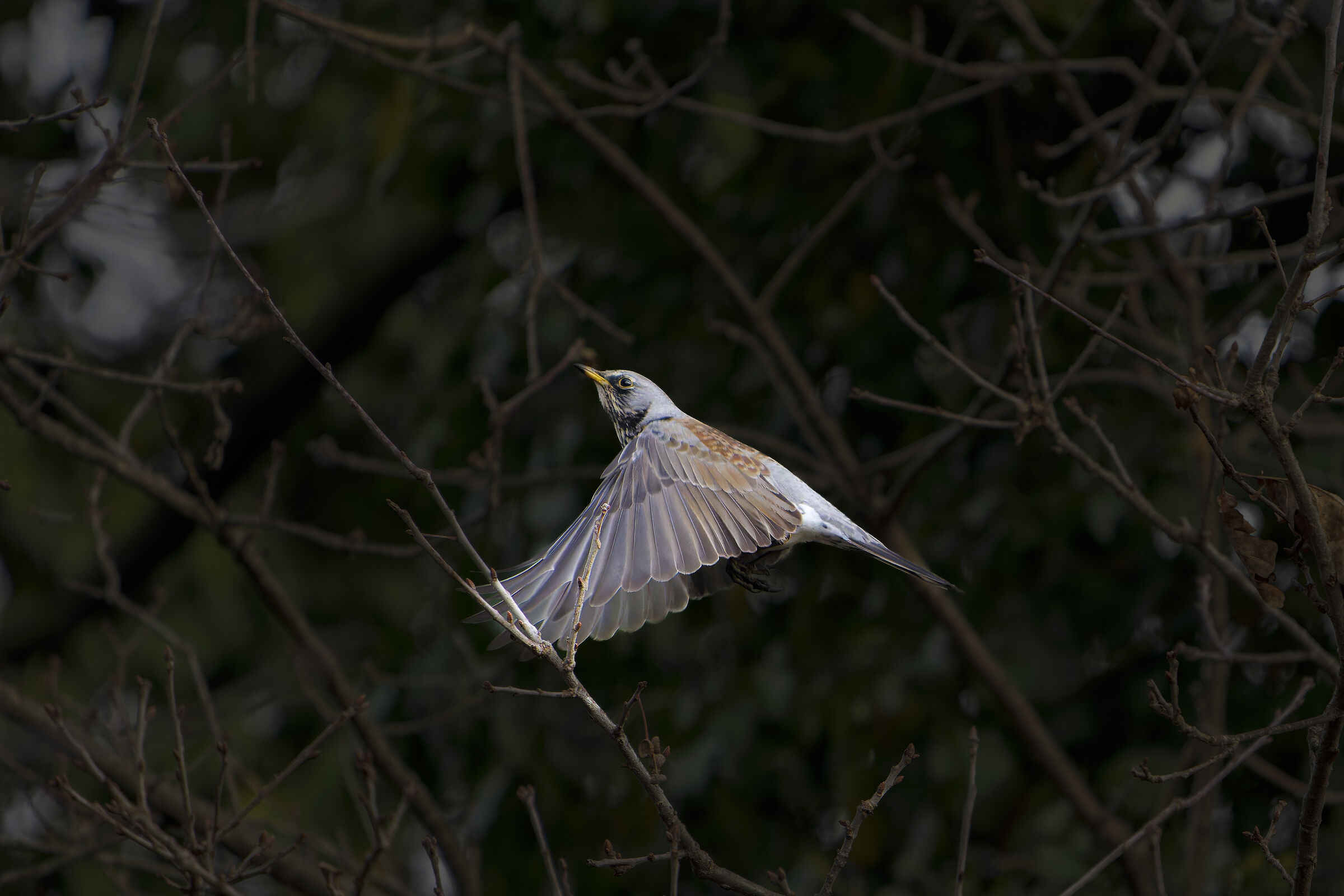 Lo stacco della cesena