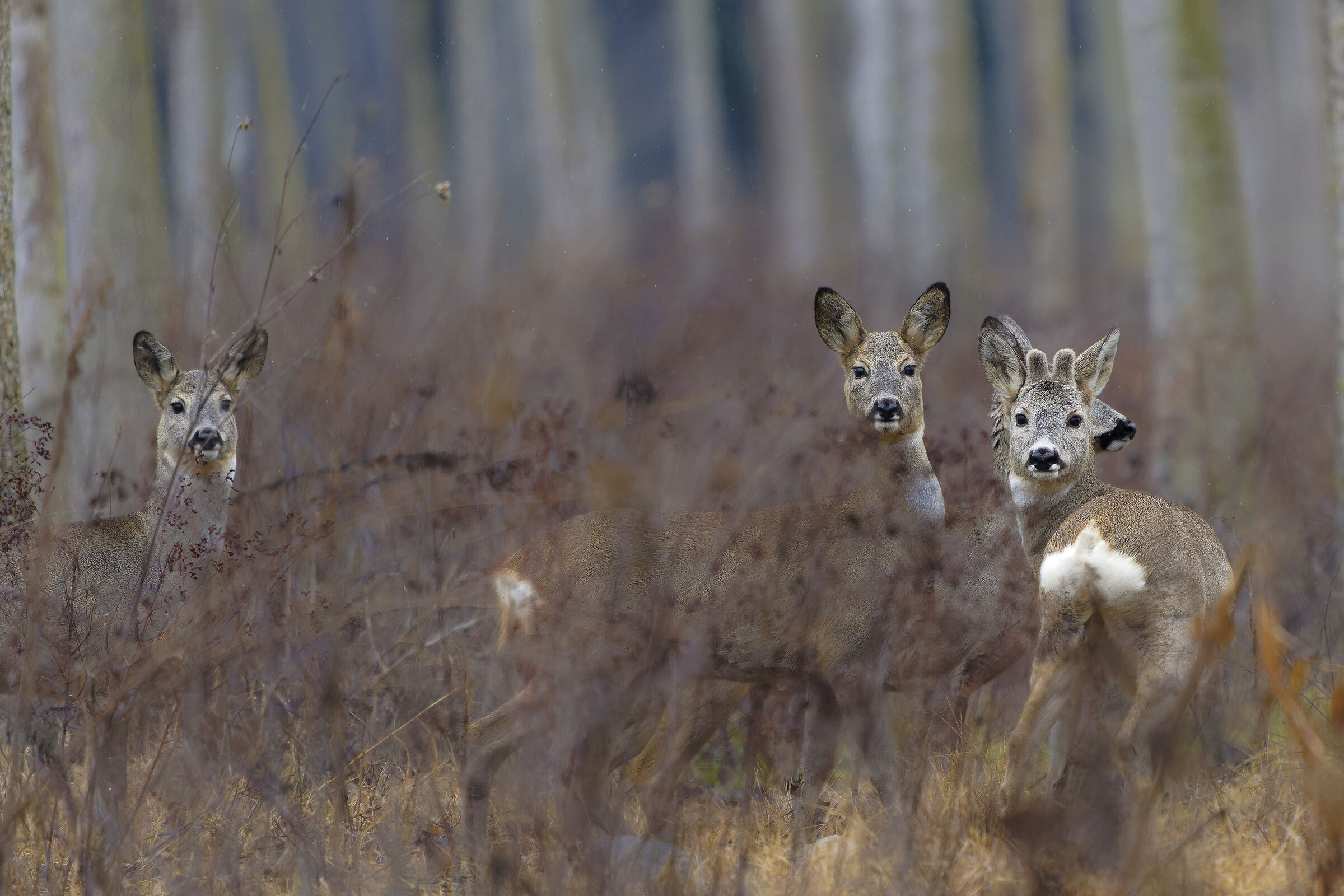 Caprioli in famiglia