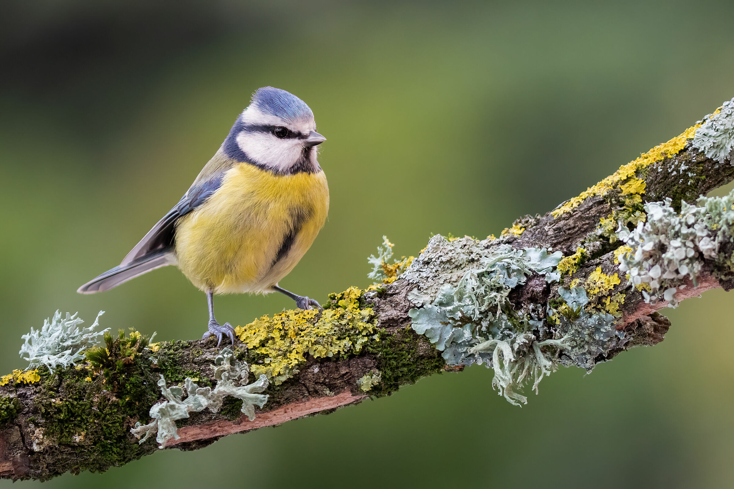 Cinciarella (Cyanistes caeruleus)