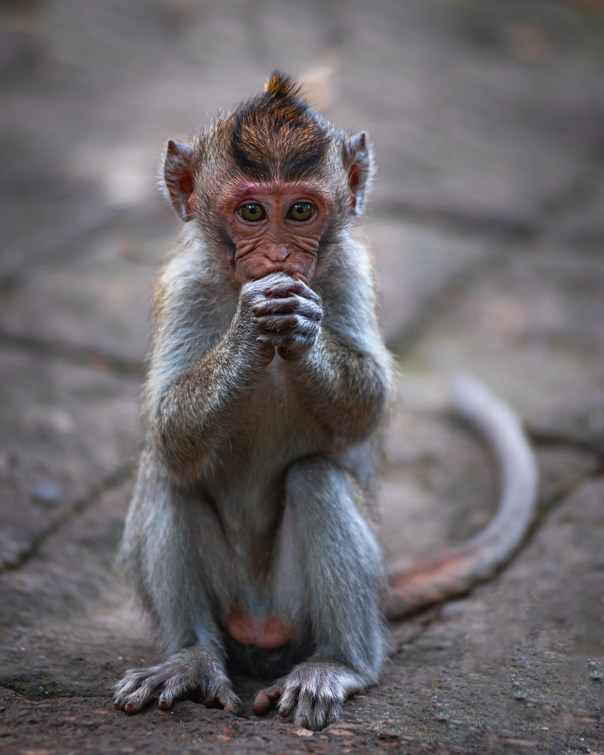 Scimmietta mendicante