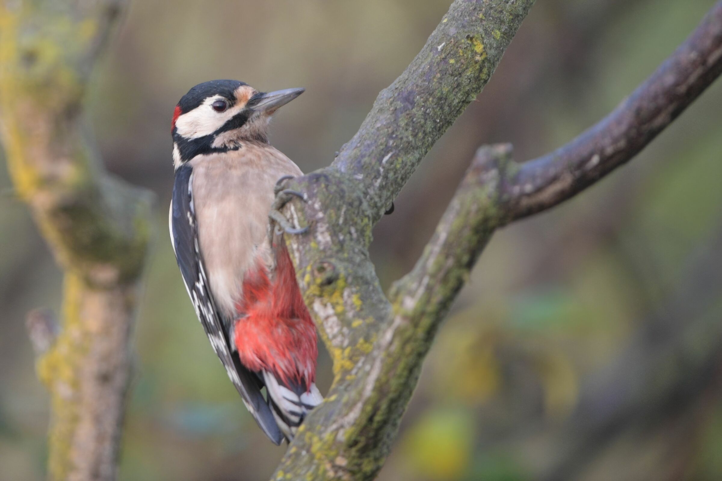 picchio rosso maggiore