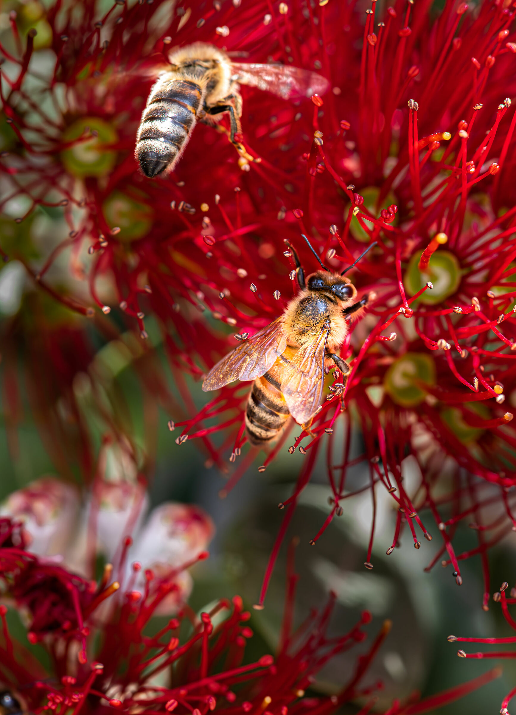 Bee Test exs nit NO