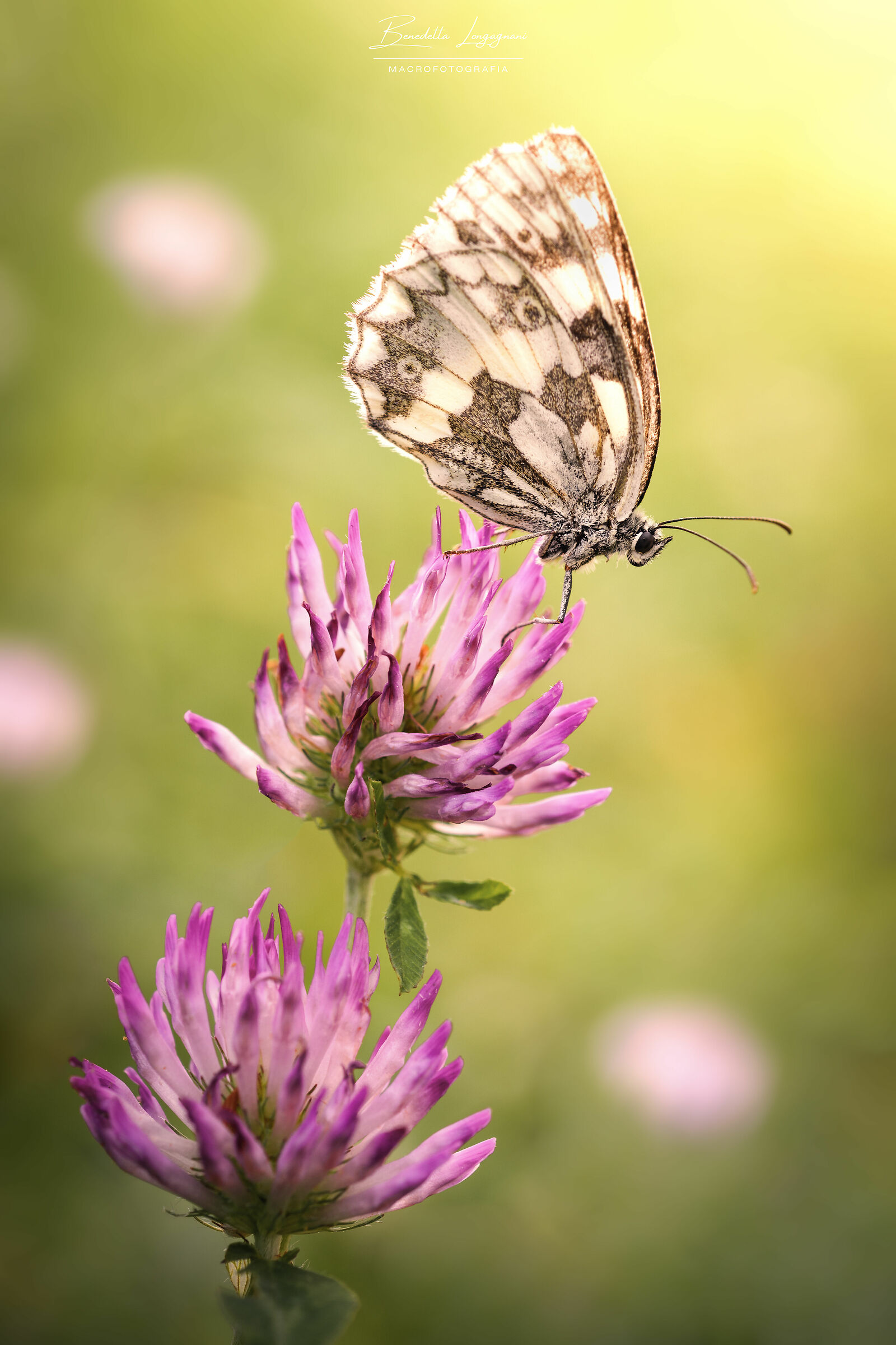 Mountain butterfly