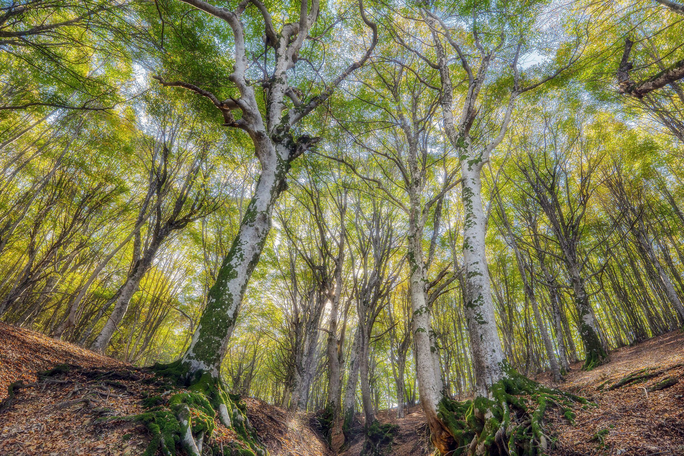 canfaito effetto orton