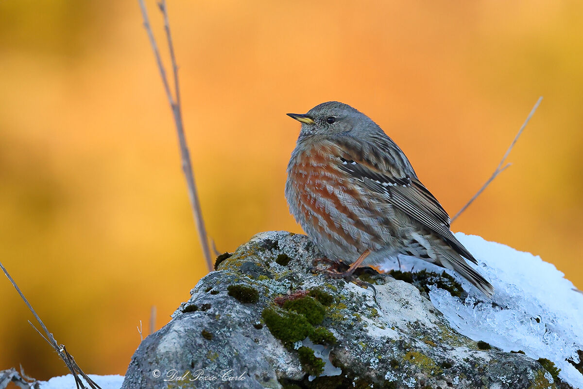 Alpine accentor