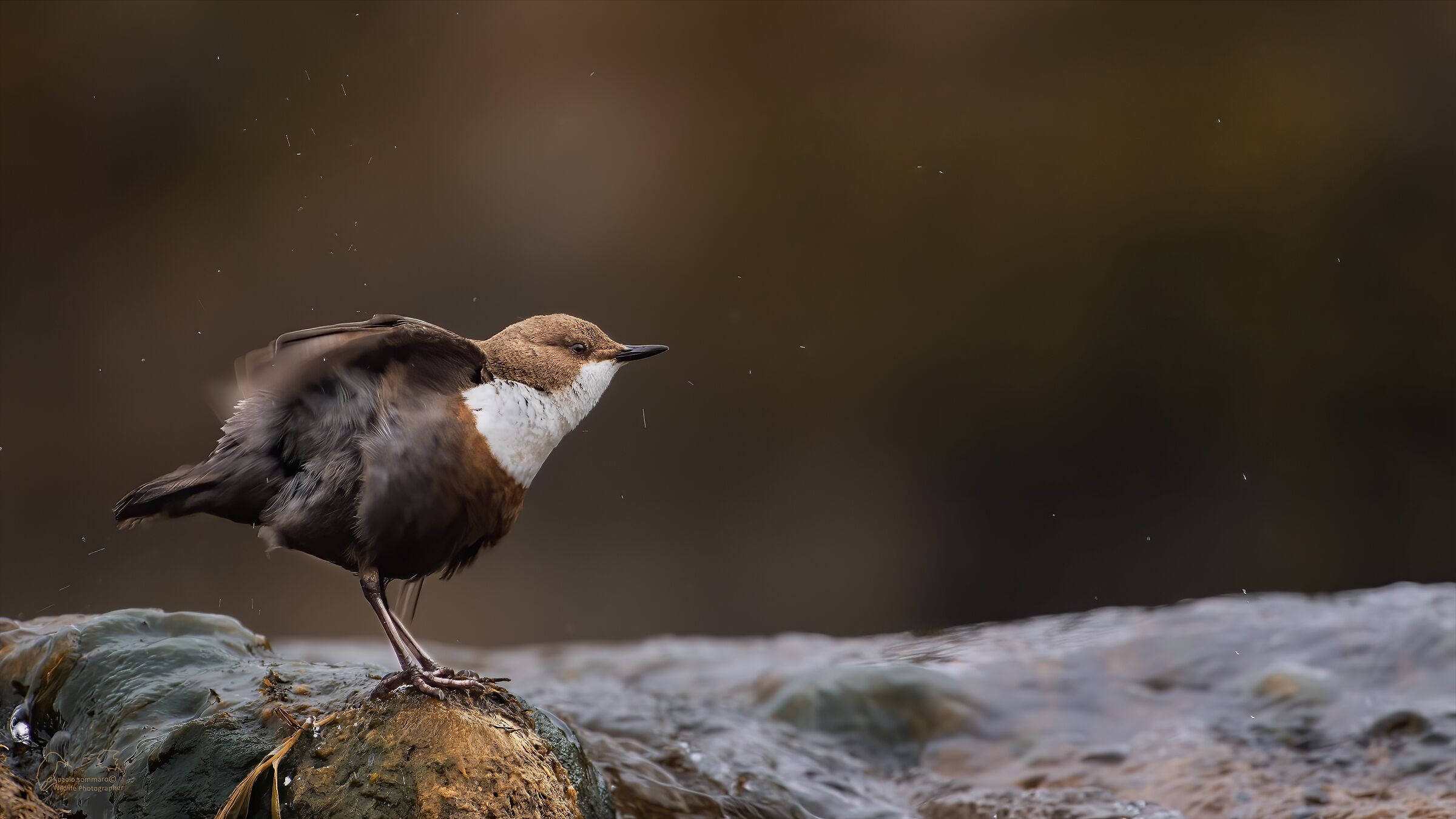 White-throated dipper