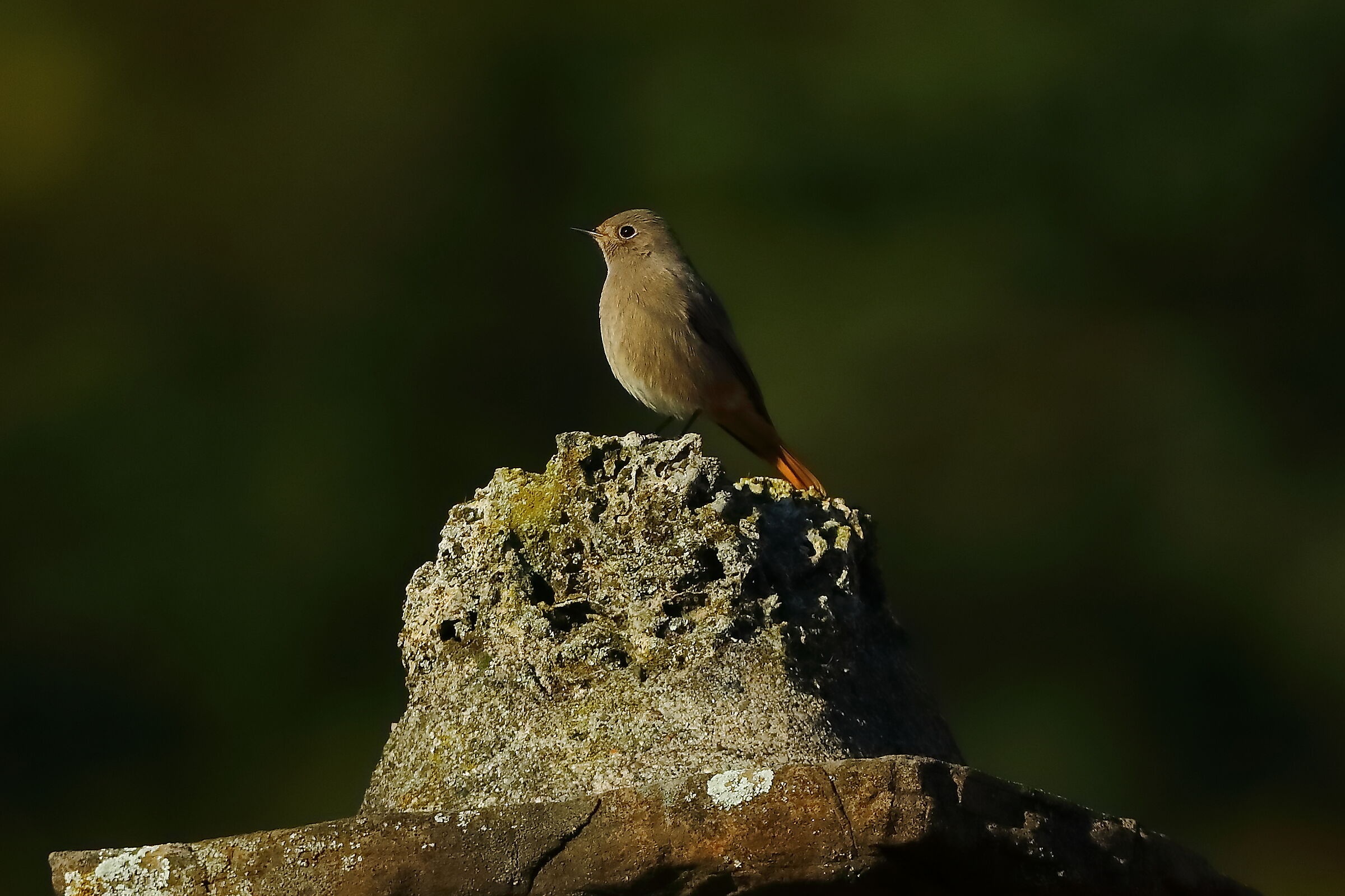 Redstart F 28-10-2023