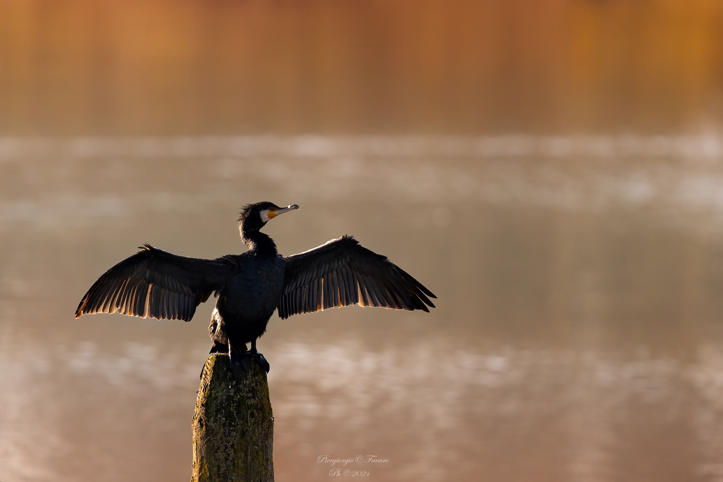 Cormorano
