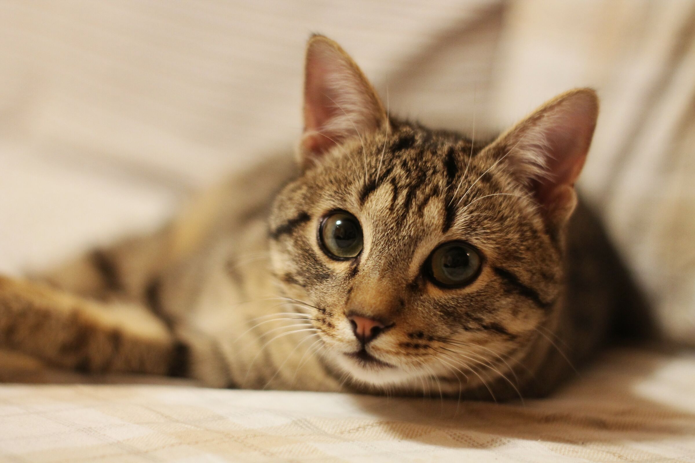 Pilù