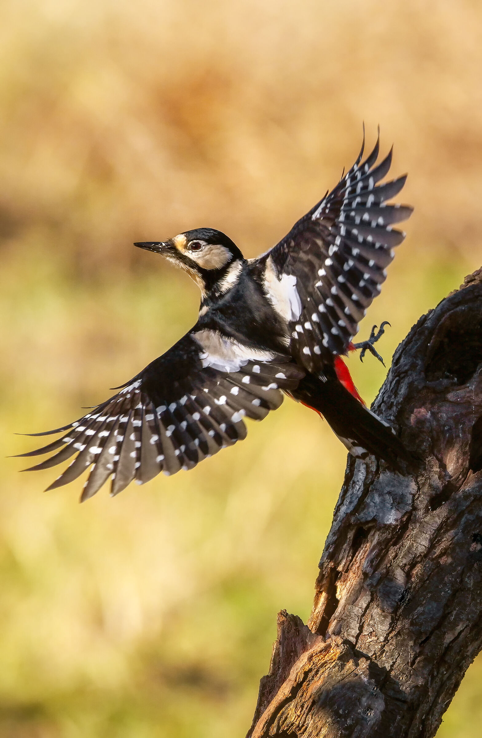 Spotted woodpecker #capannocora