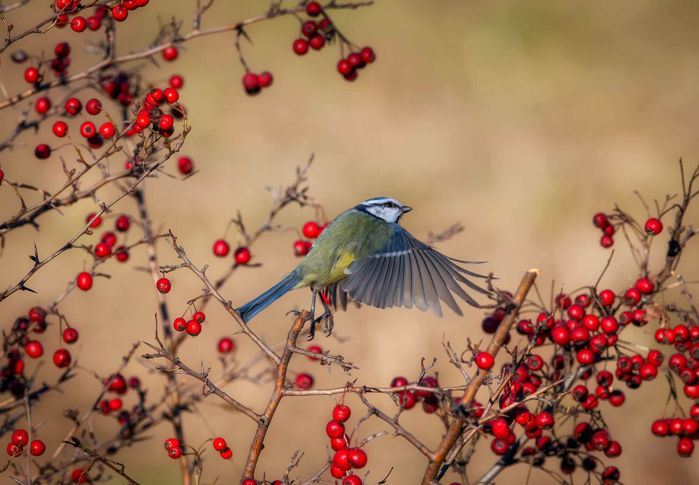 Cinciarella #capannocora