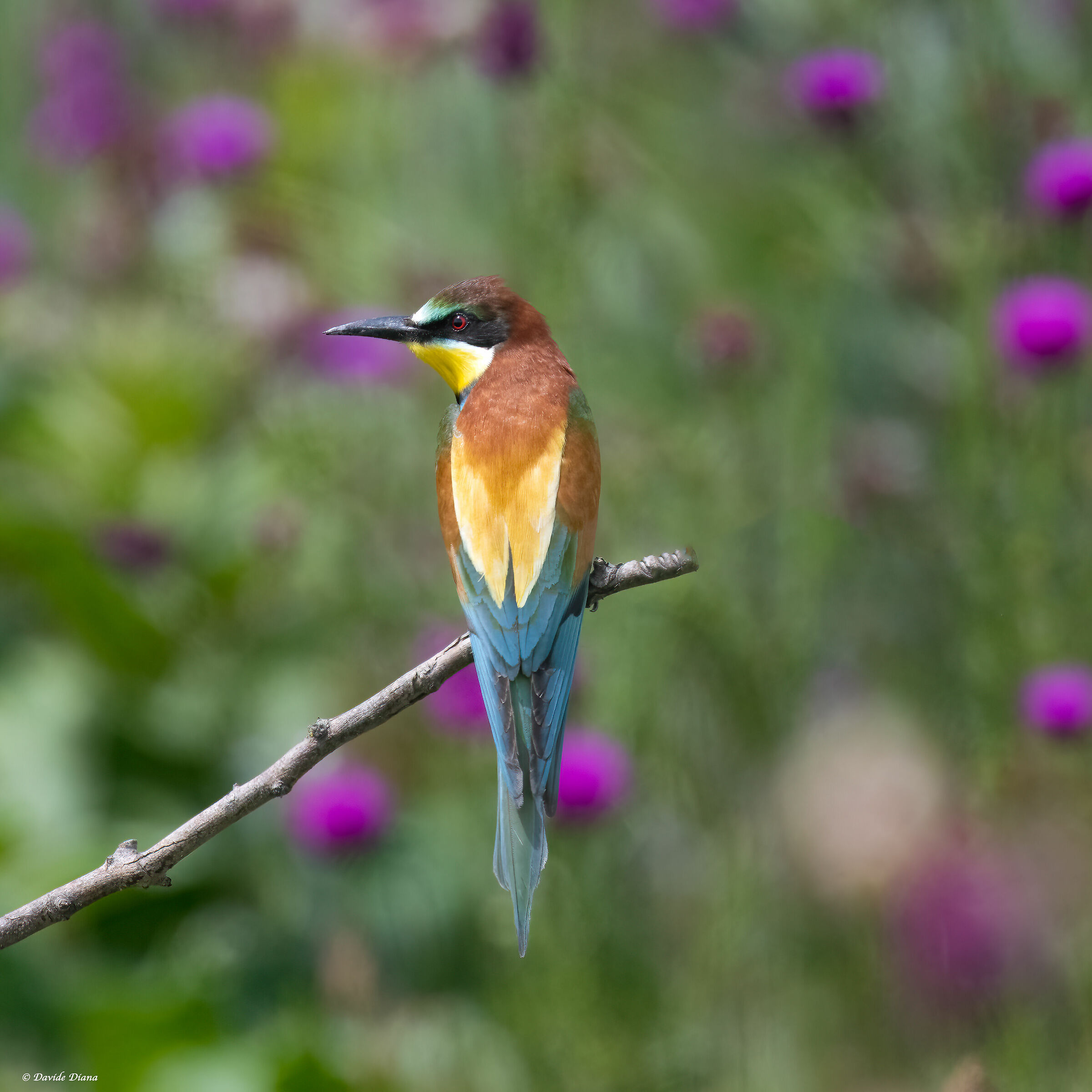 Bee-eater