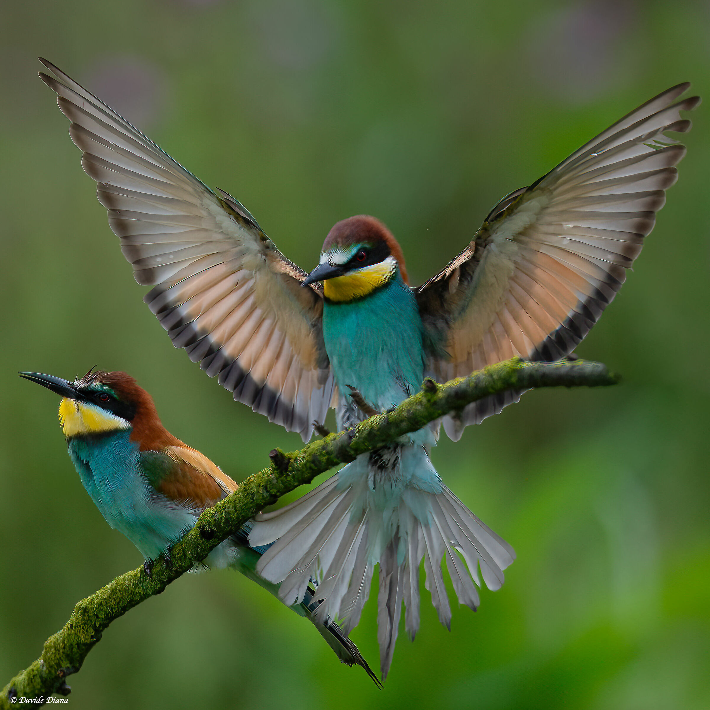 Bee-eaters