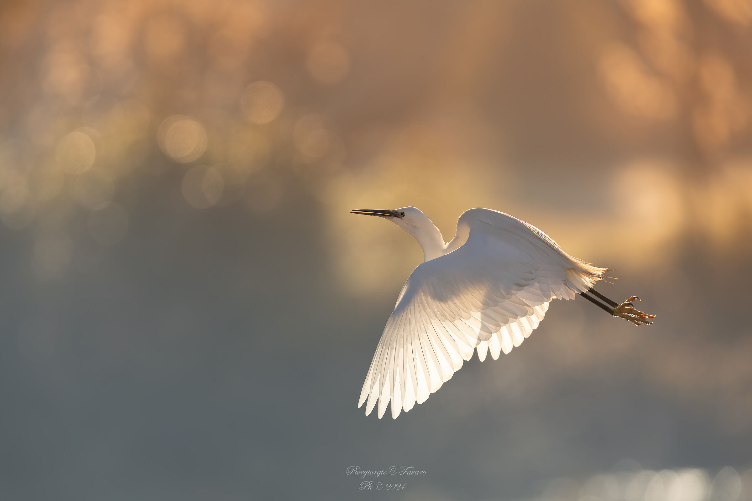 Egret