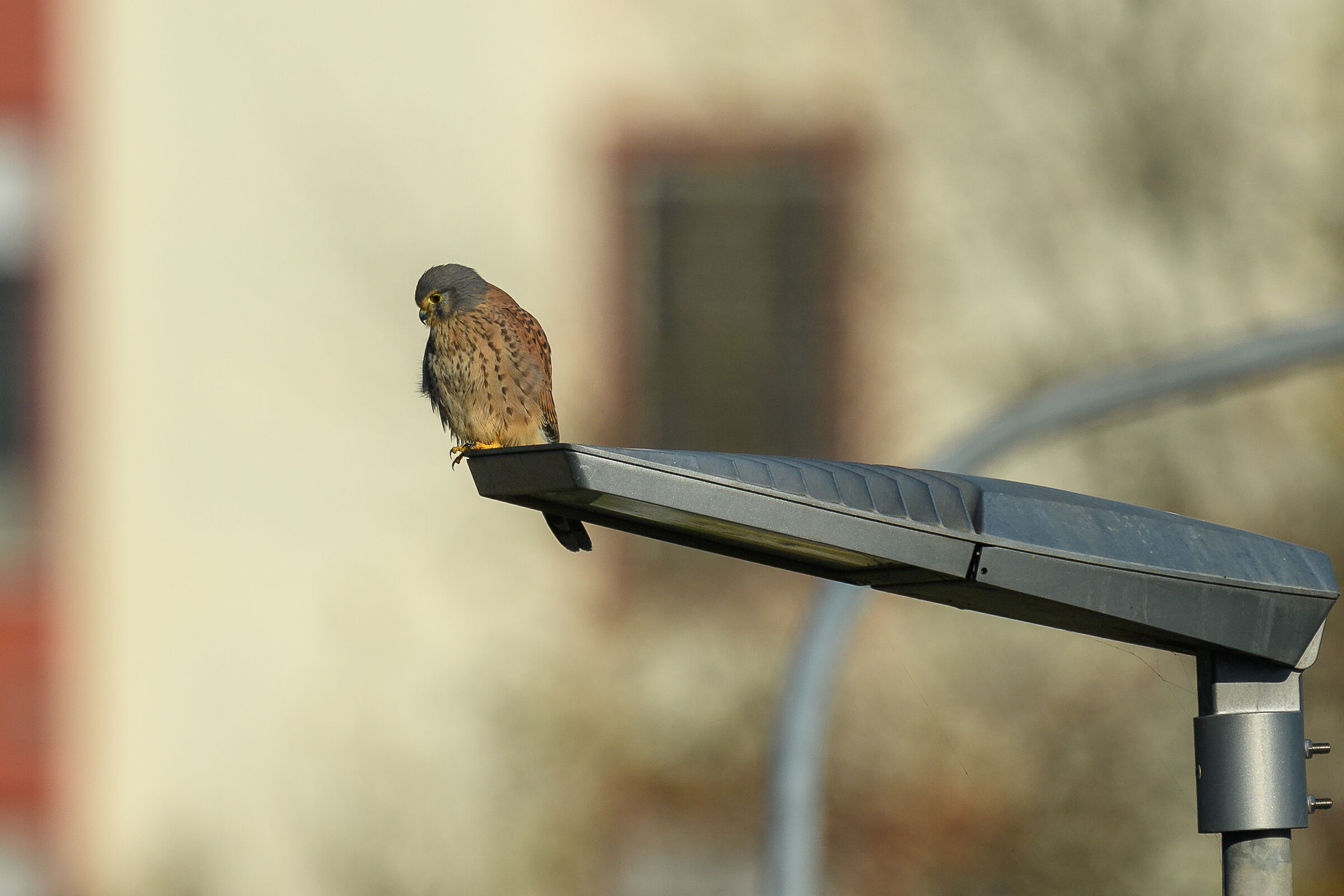 Kestrel