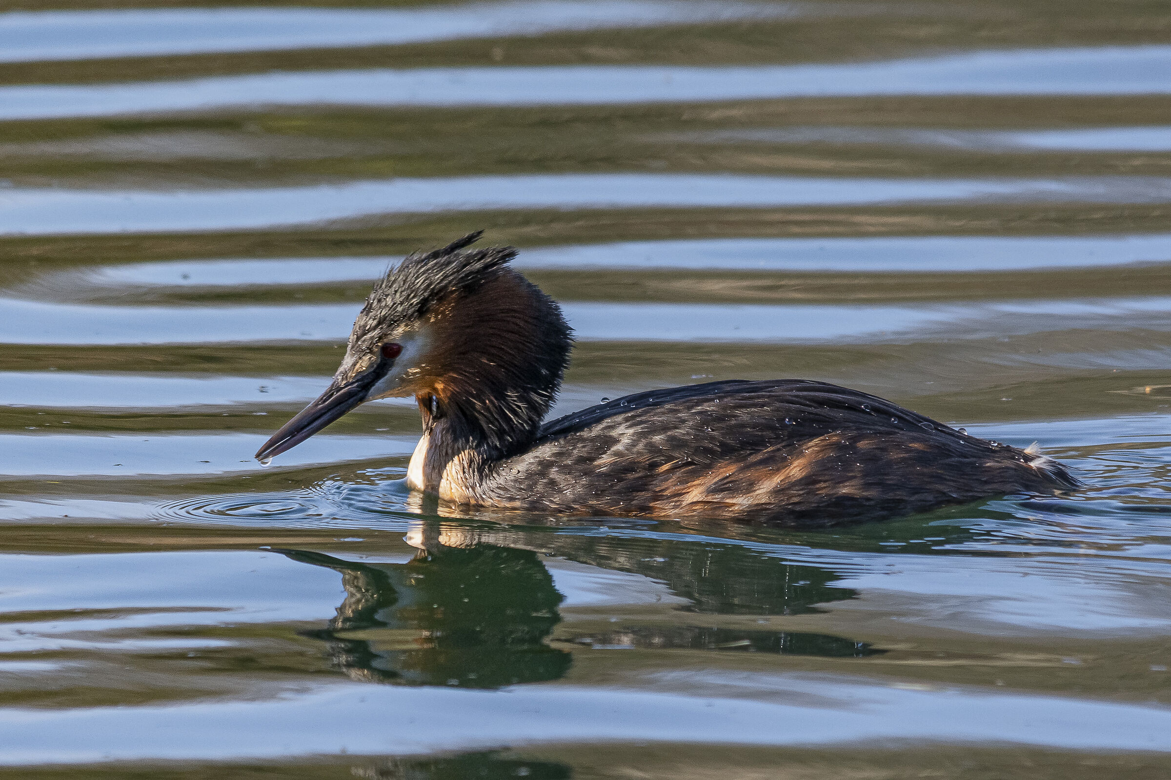 Great crested grebe