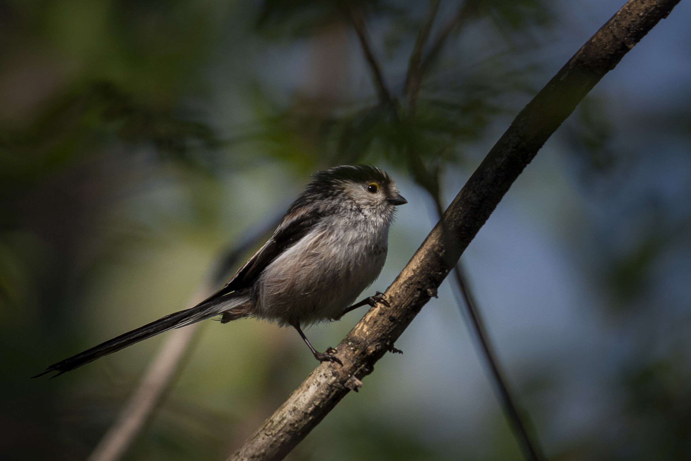 Light point (codibugnolo)