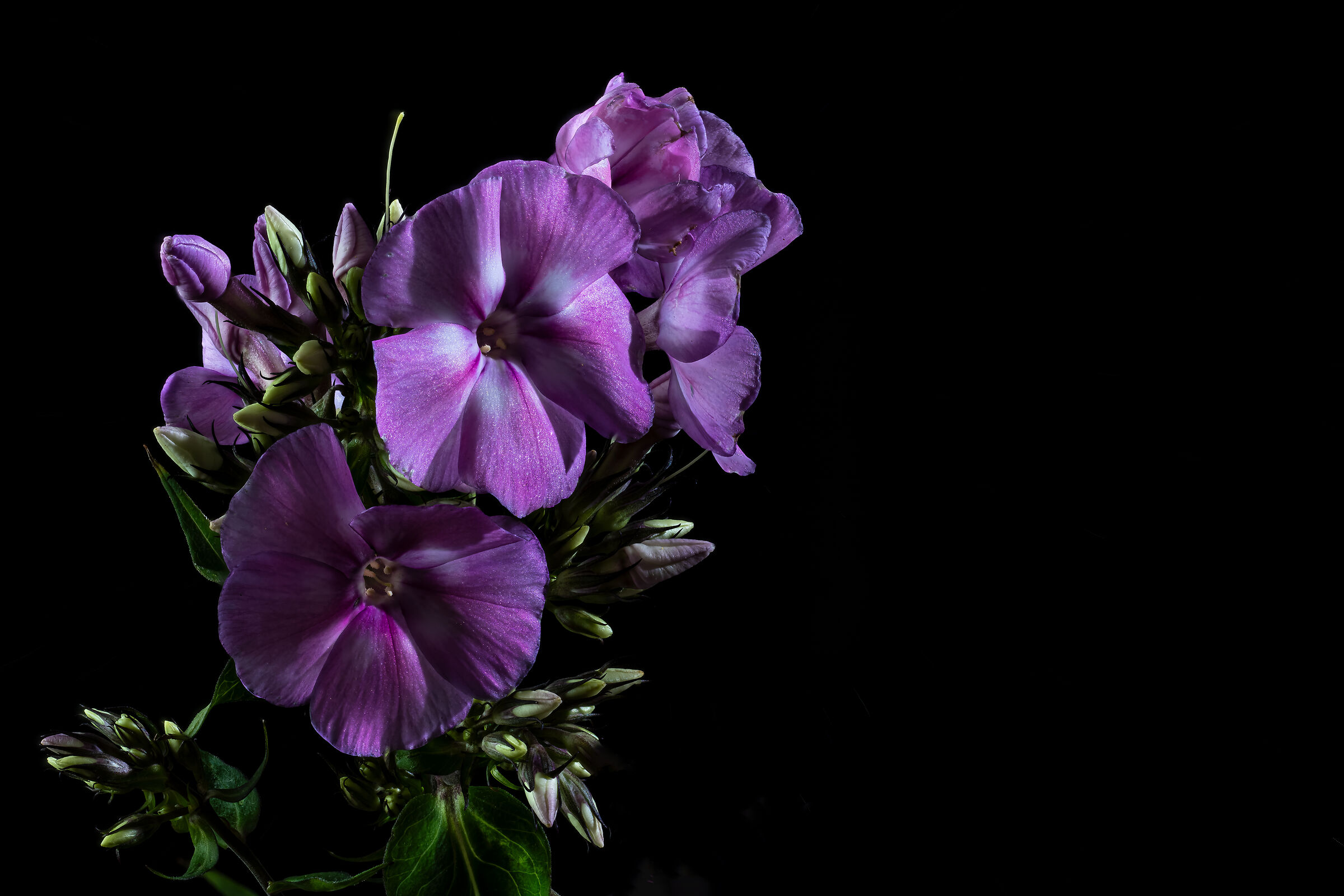 Phlox