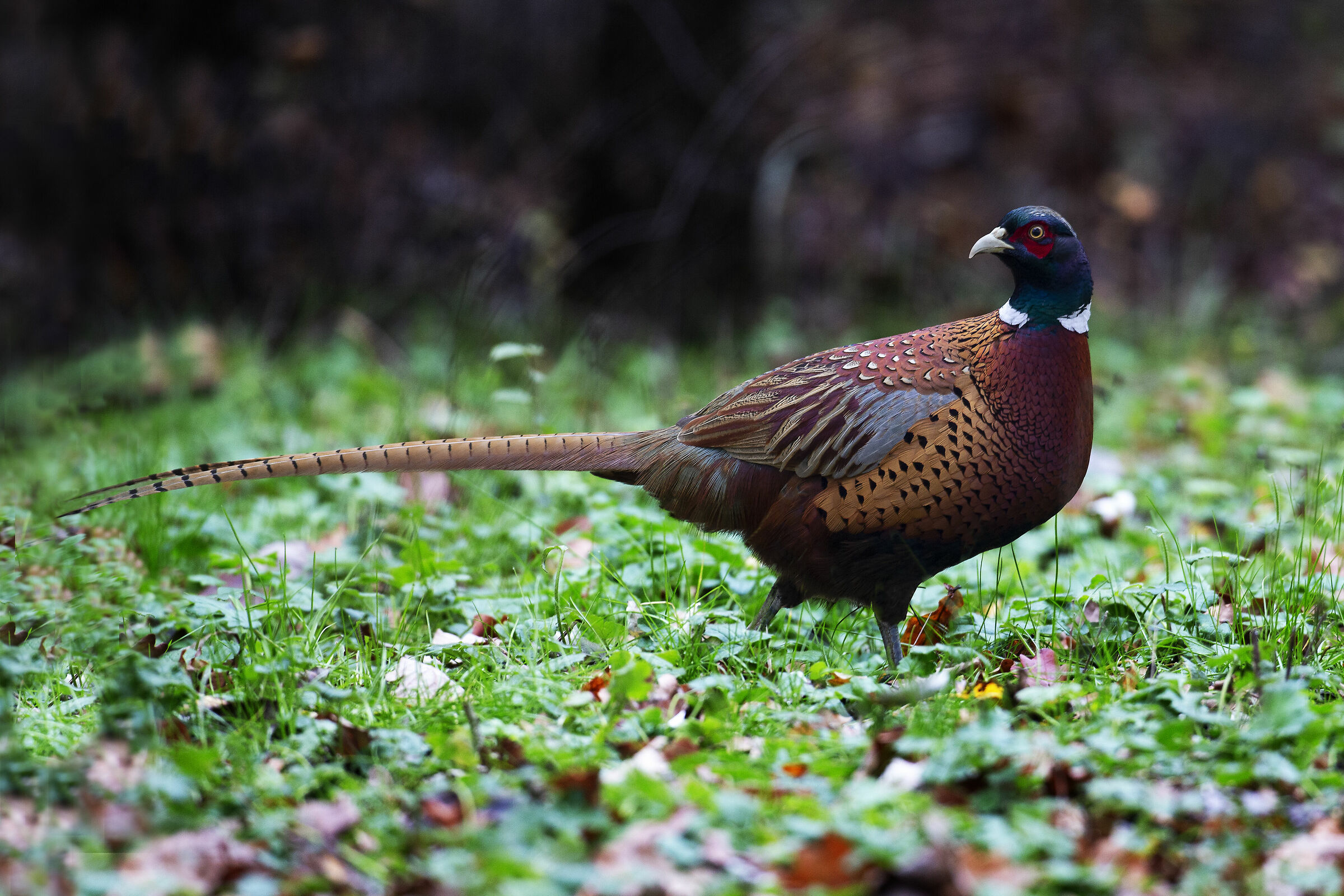 Pheasant