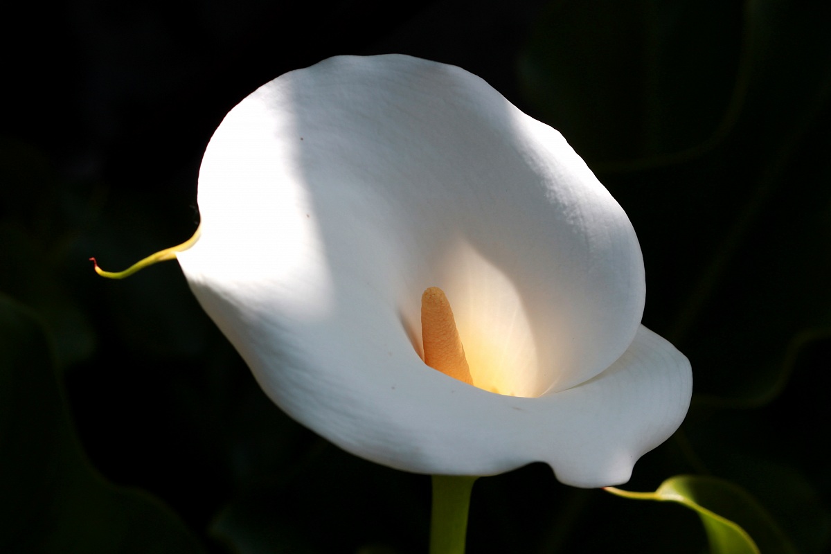Calla