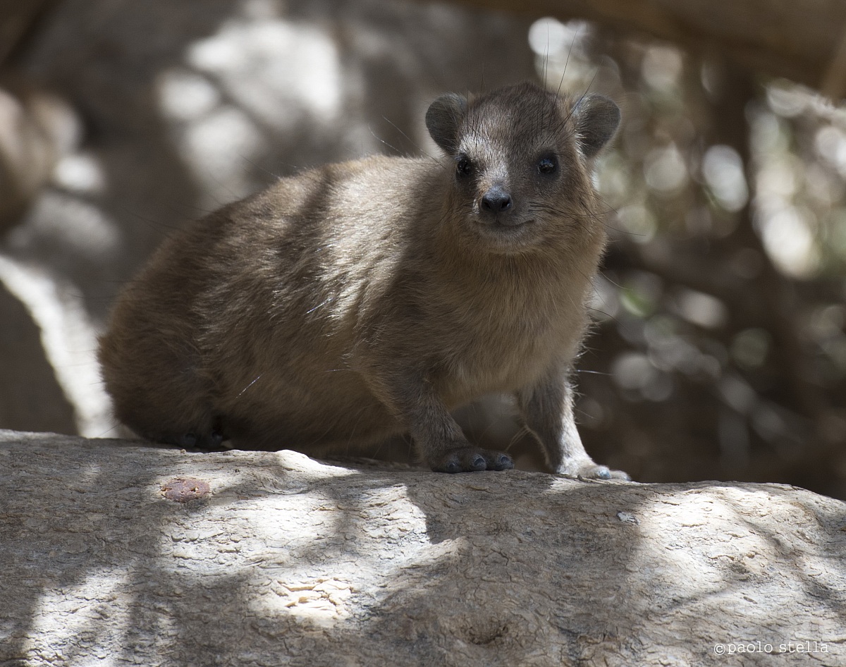 Rock Hyrax - Hyrax capensis