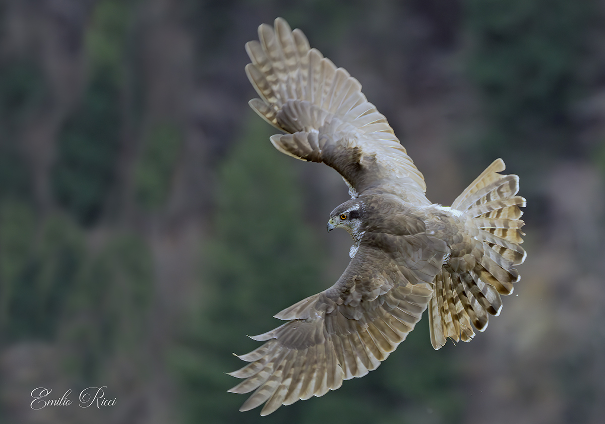 Goshawk