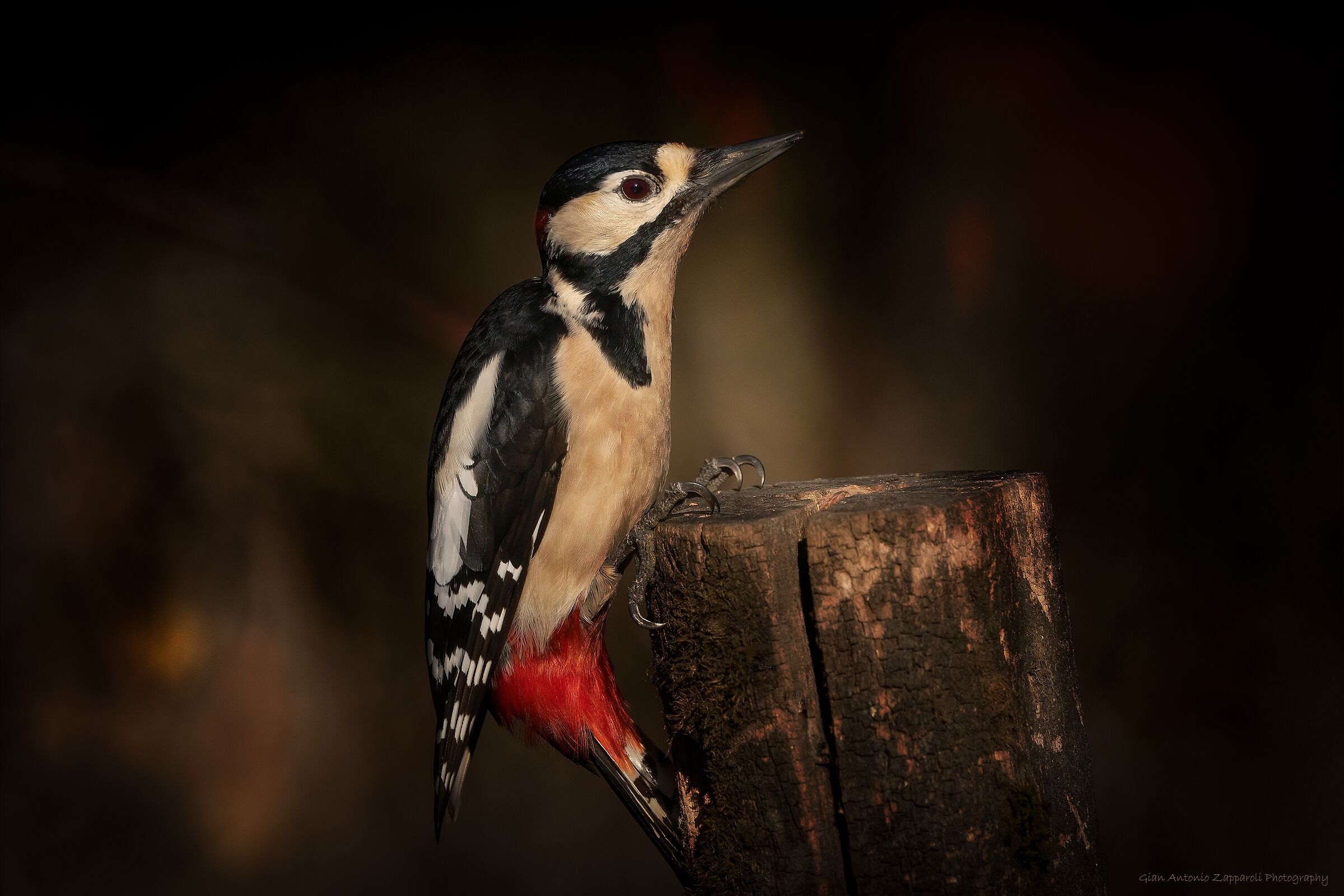 Picchio rosso maggiore