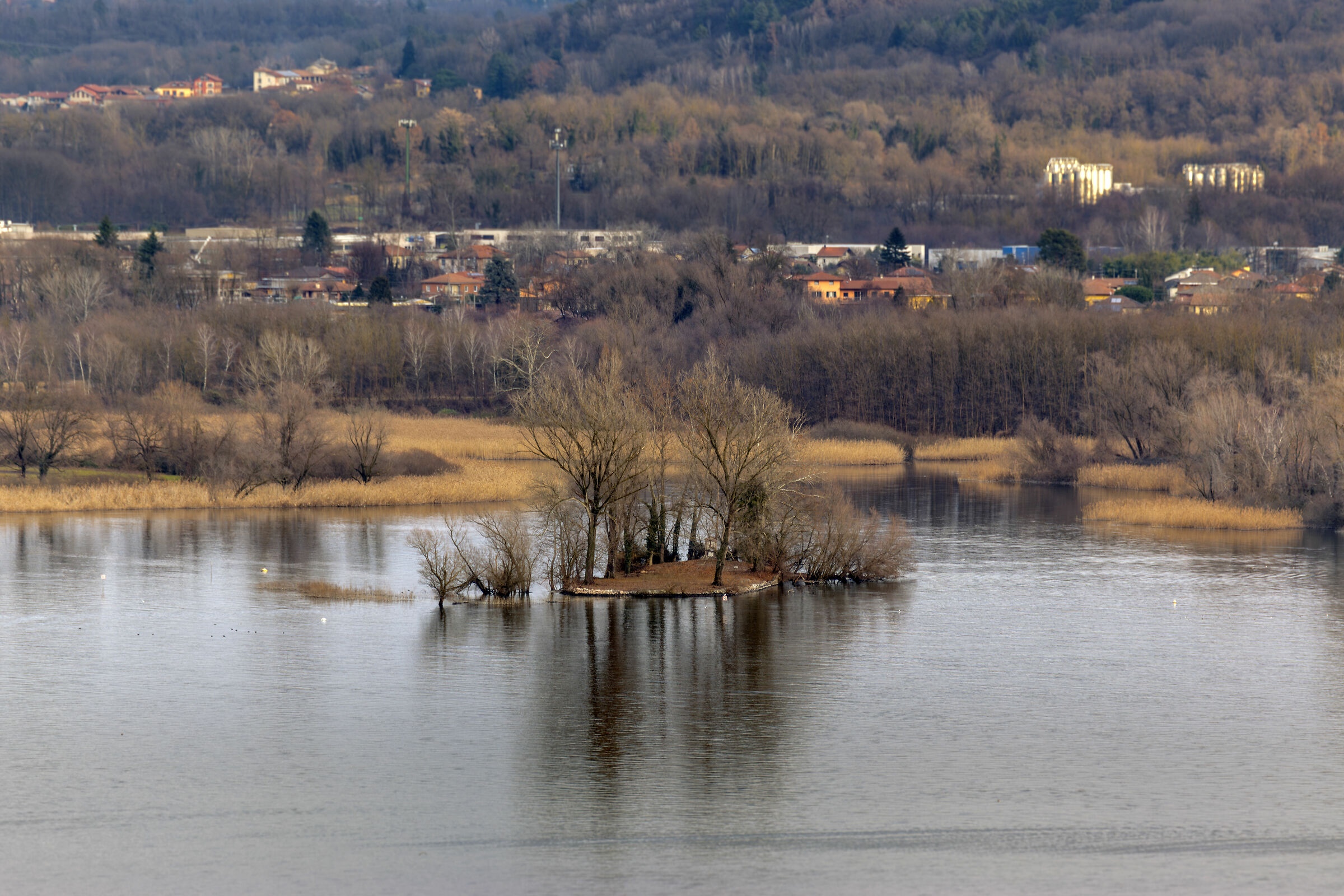 Isolino partegora, Arona