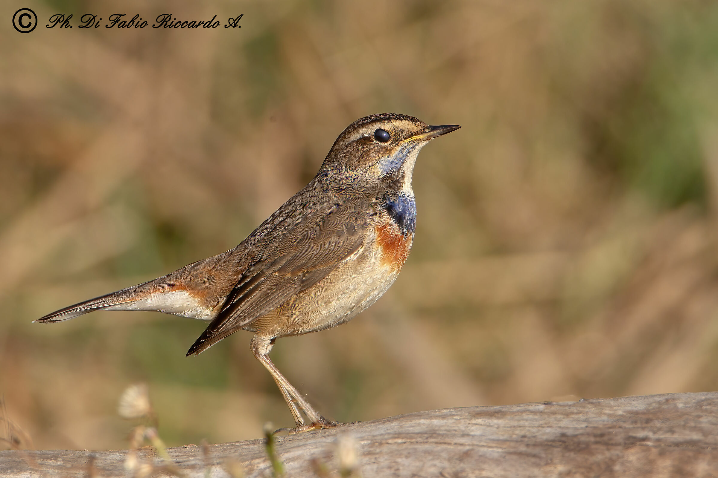 Male Bluethroat