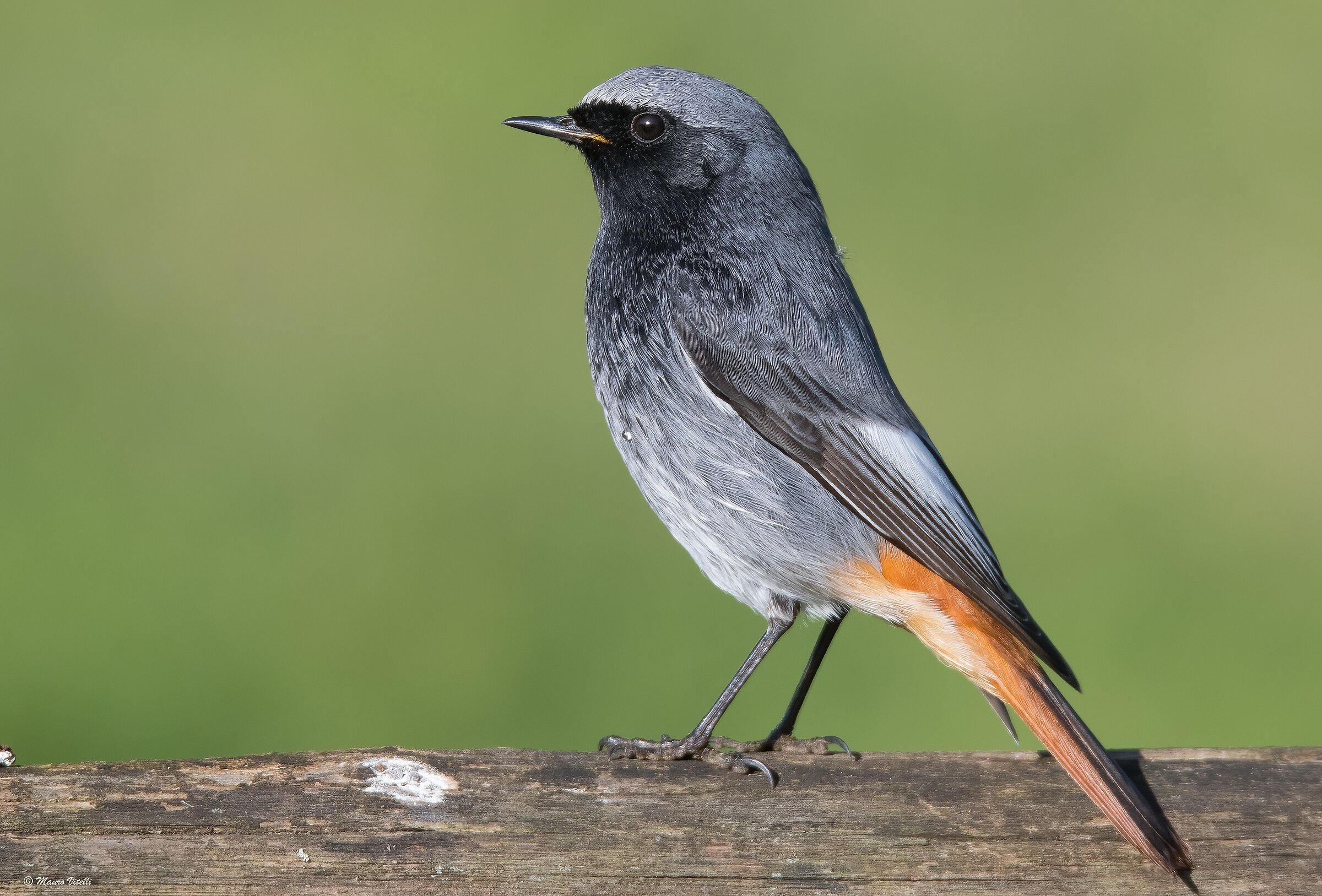 Chimney sweep redstart (Phoenicurus ochruros)