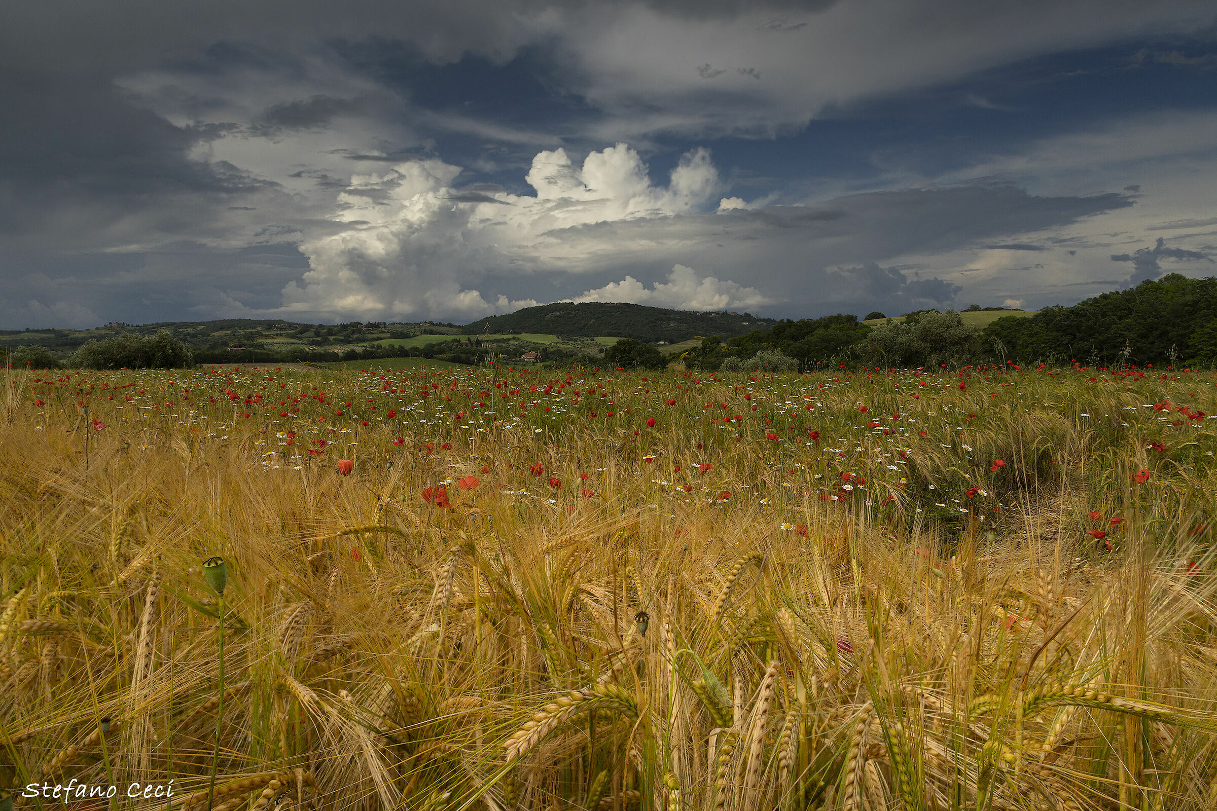 Wheat field with poppies