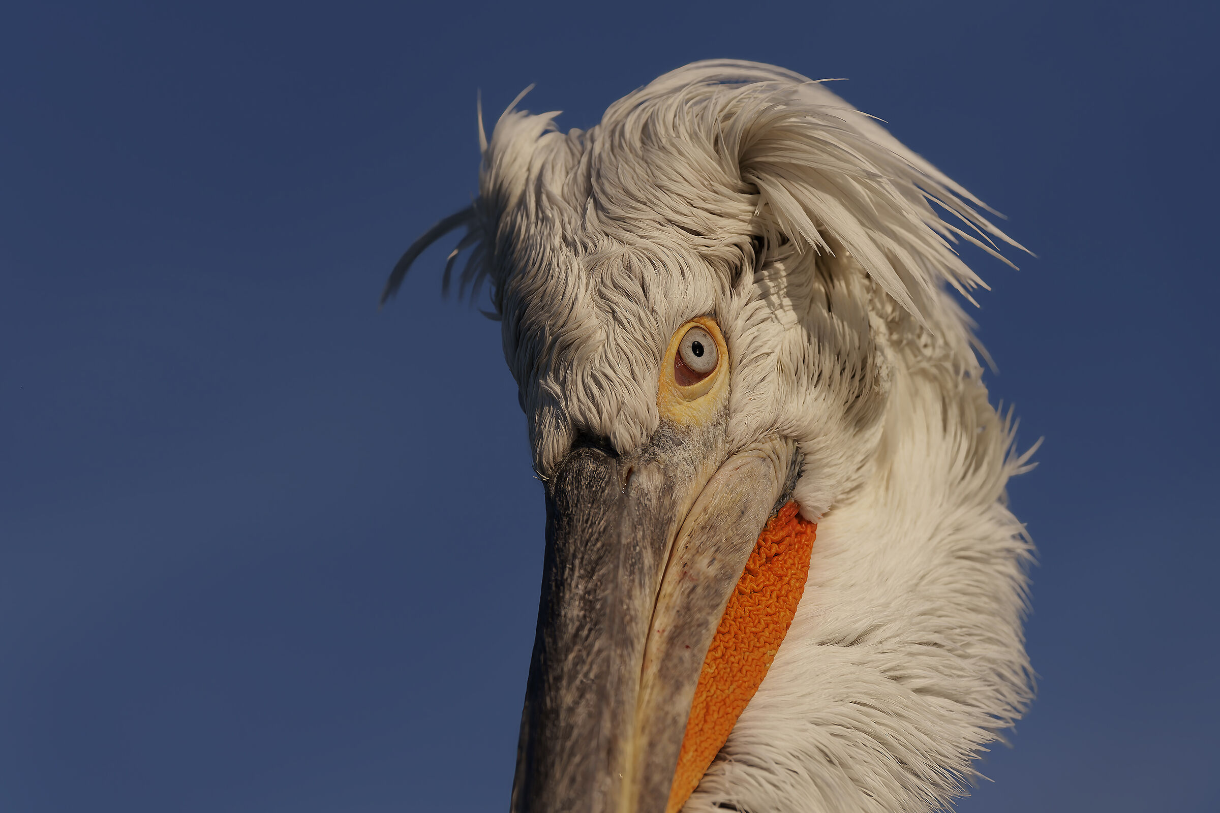 Dalmatian or hedgehog pelican